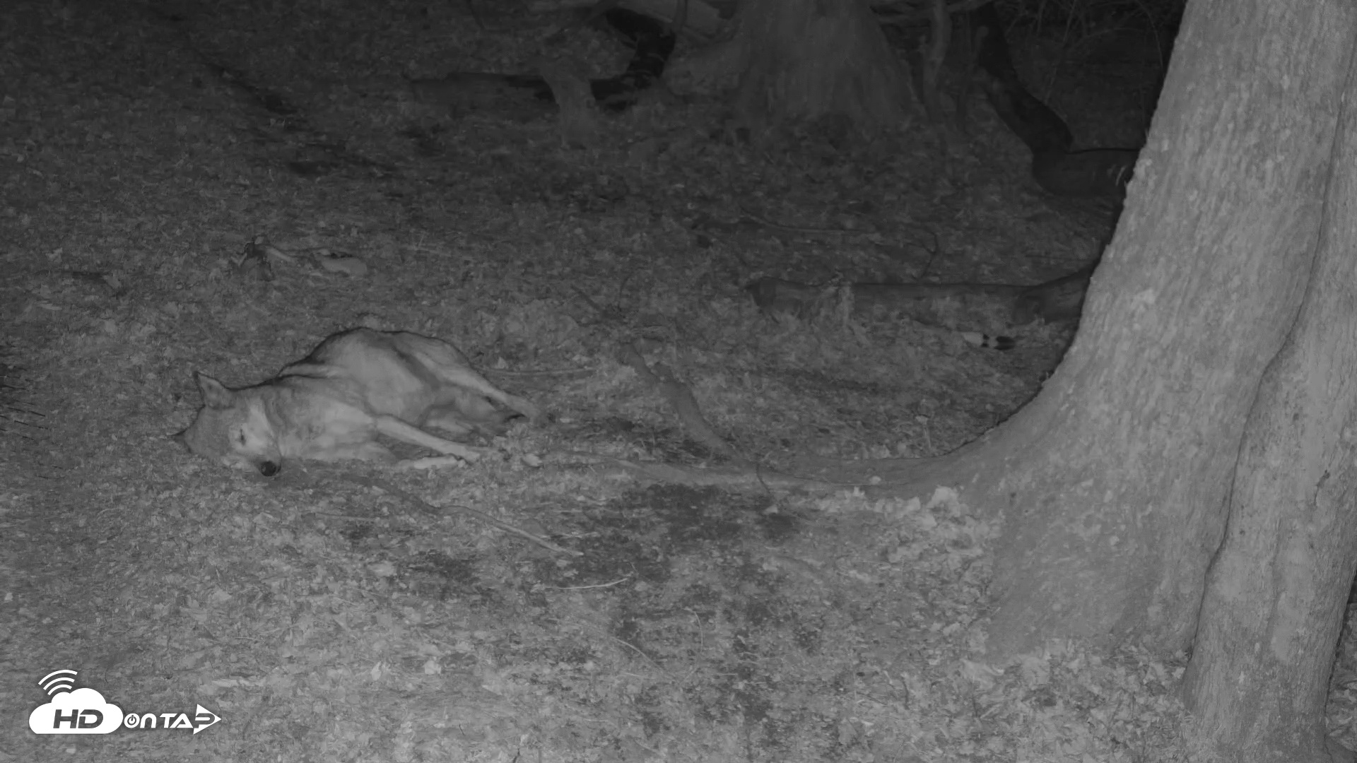 Snapshot of Red Wolves Live Webcam at the Wolf Conservation Center taken Nov 18, 2025, 7:57pm EST