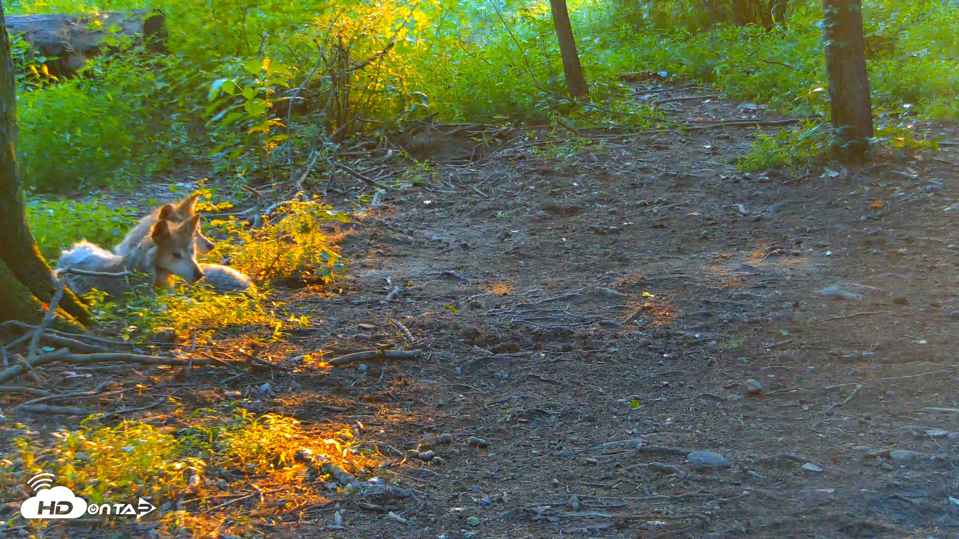 Snapshot of Red Wolves Live Webcam at the Wolf Conservation Center taken Jul 15, 2025, 7:56pm EDT