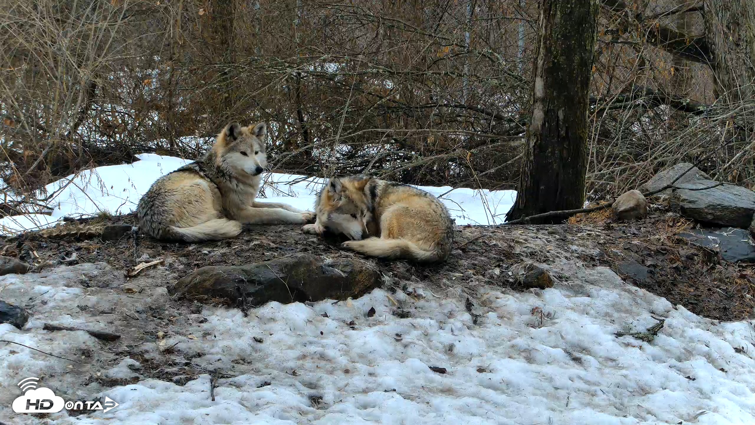 Snapshot of Red Wolves Live Webcam at the Wolf Conservation Center taken Mar 7, 2026, 10:49am EST