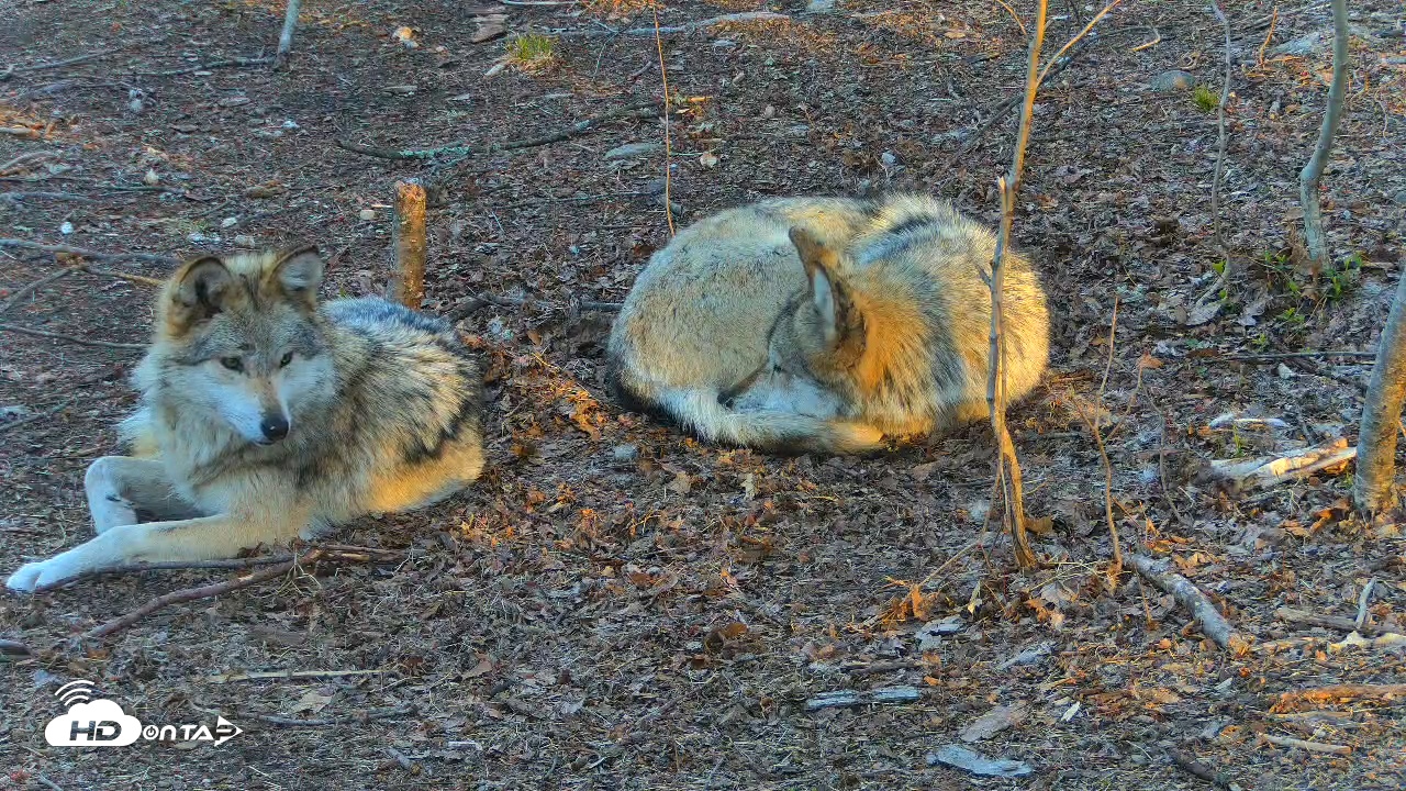 Snapshot of Wolf Center - Exhibit Red Wolves taken Apr 17, 2025, 7:29am EDT