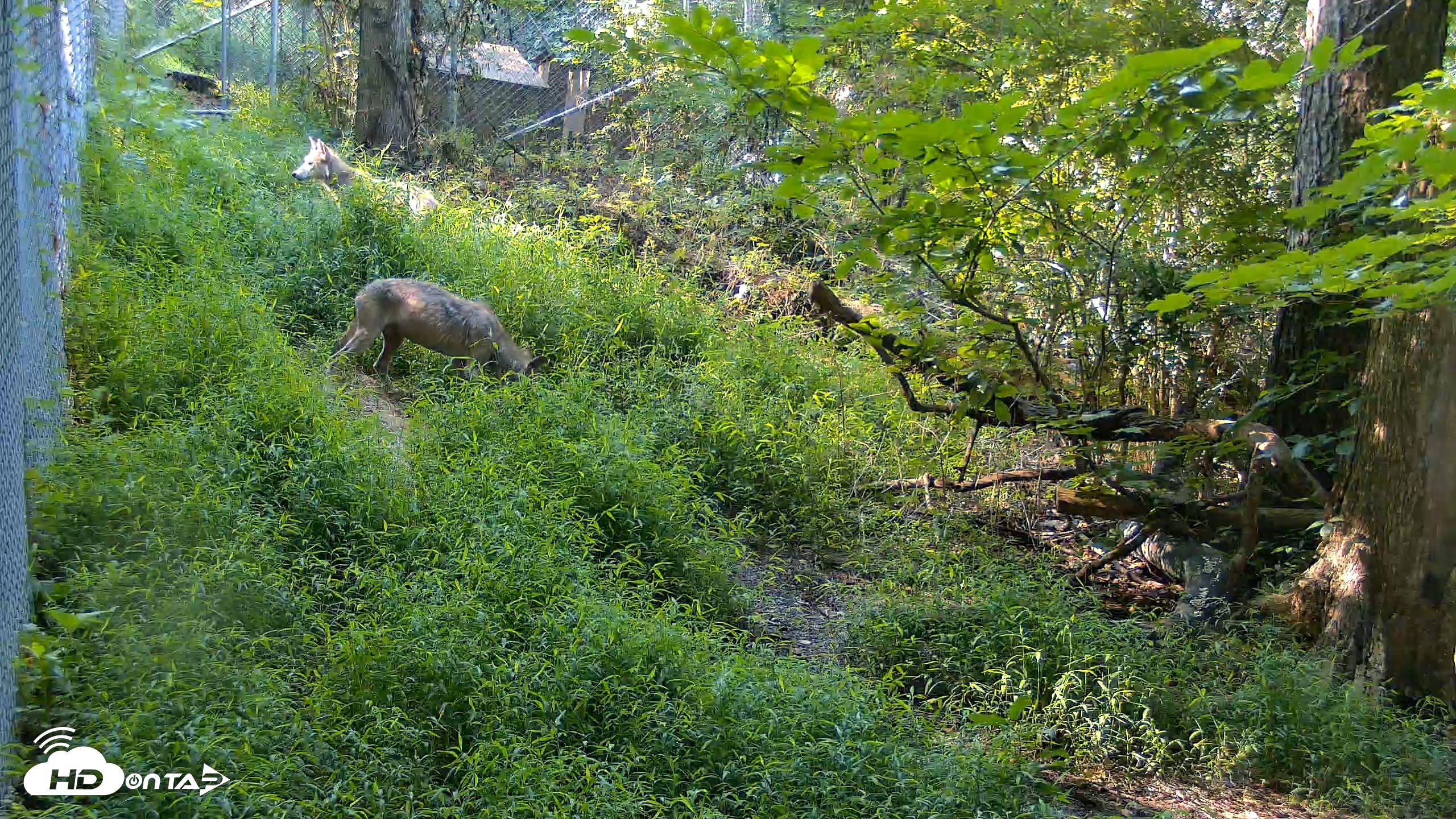 Snapshot of Red Wolves Live Webcam at the Wolf Conservation Center taken Aug 7, 2026, 9:22am EDT