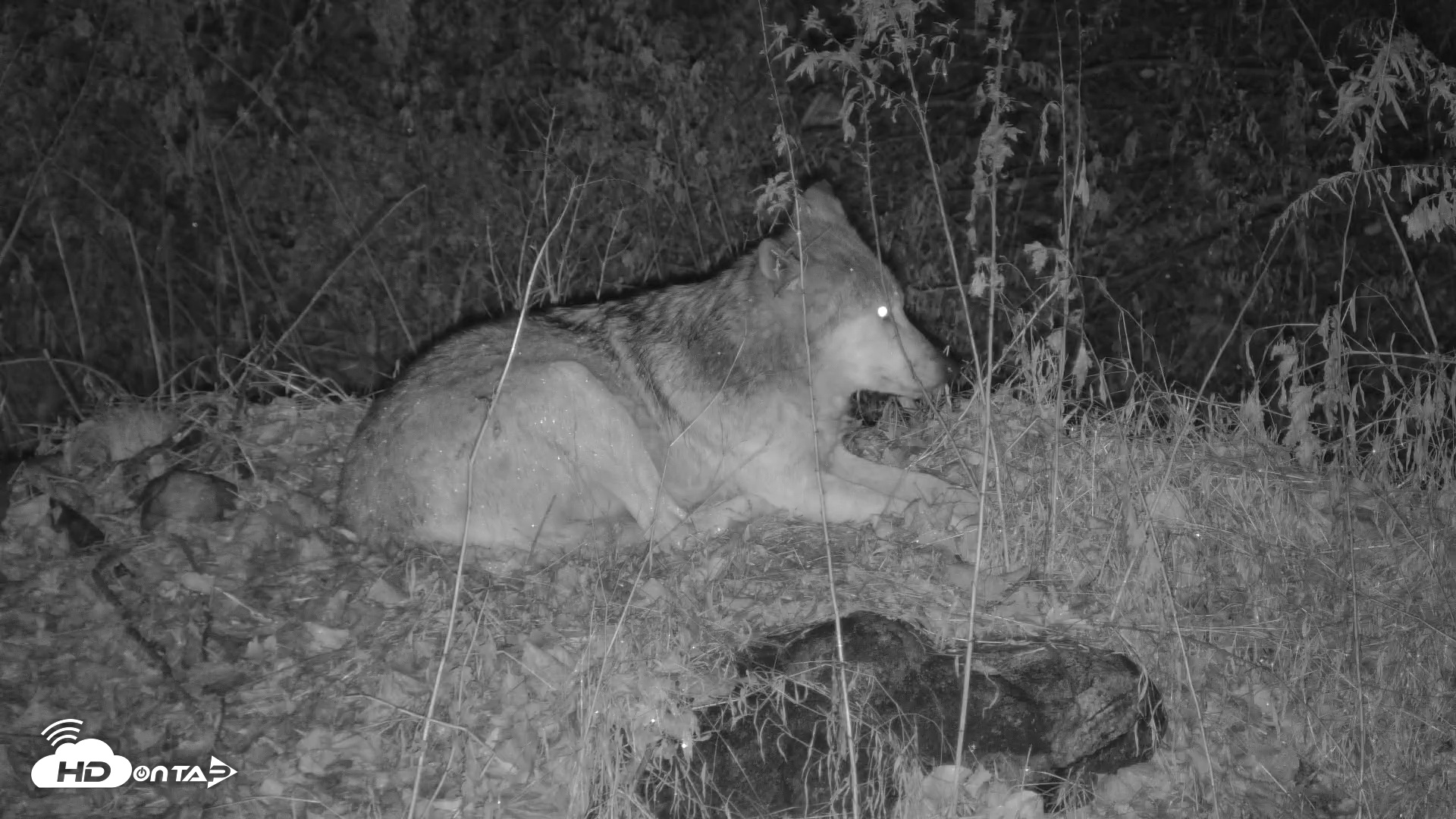 Snapshot of Red Wolves Live Webcam at the Wolf Conservation Center taken Nov 25, 2025, 5:08pm EST