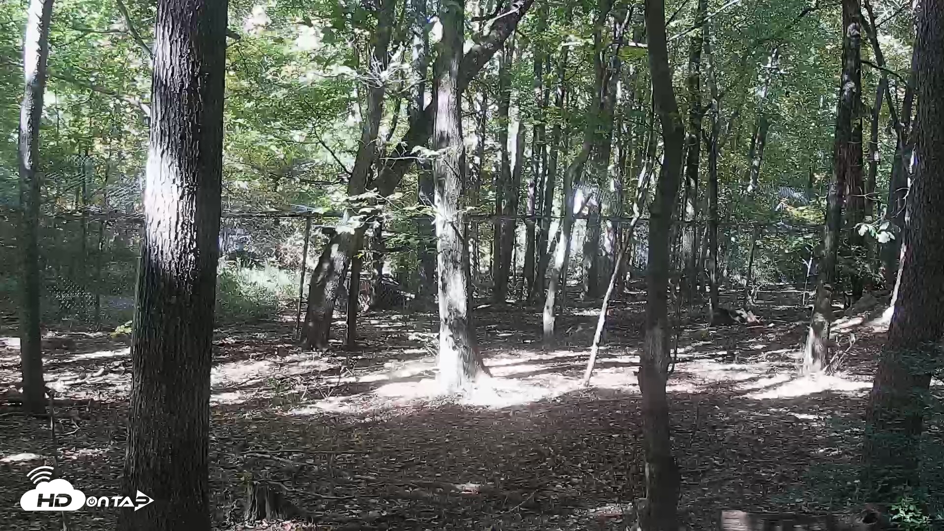 Snapshot of Red Wolves Live Webcam at the Wolf Conservation Center taken Oct 15, 2026, 1:30pm EDT