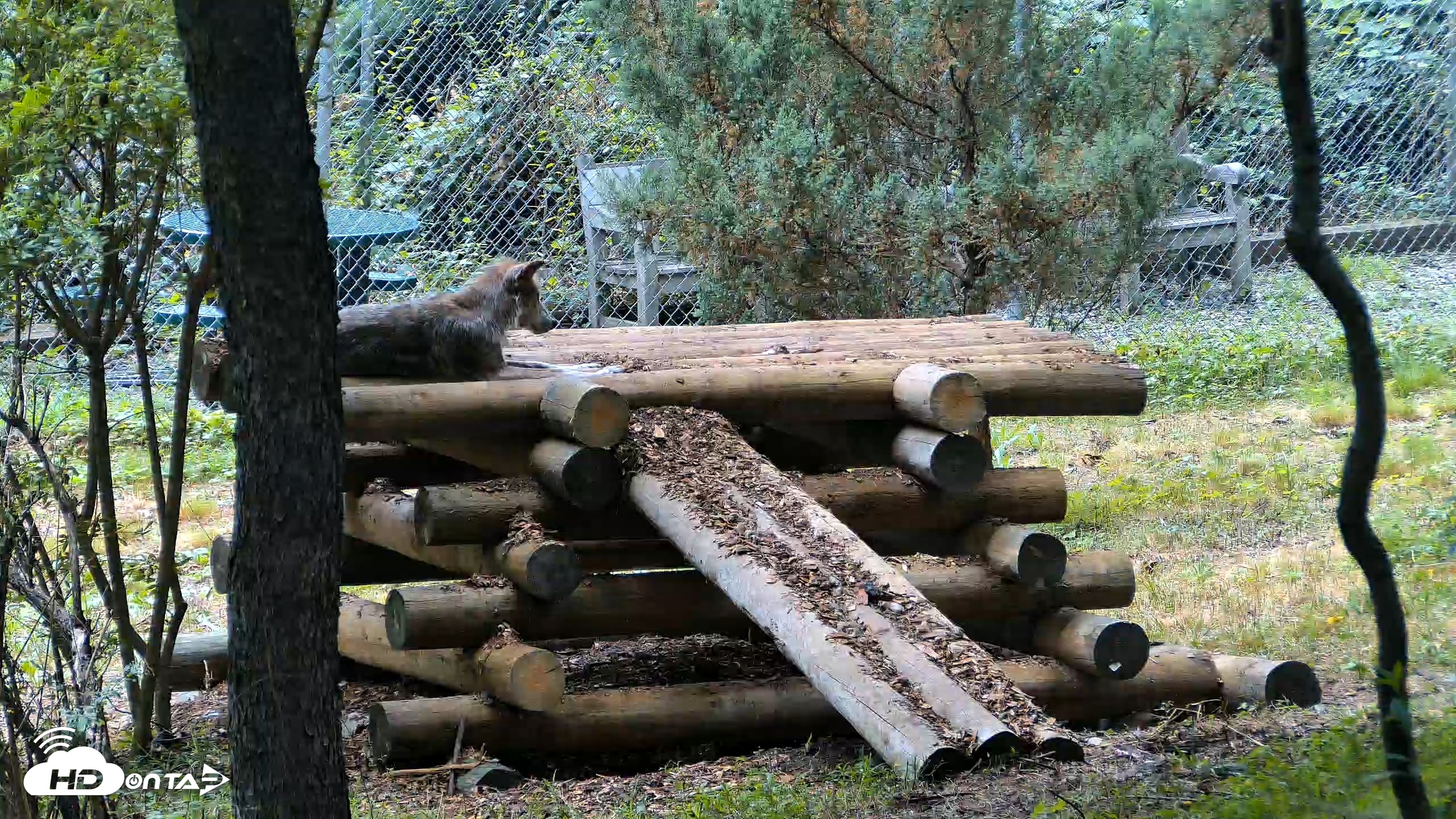 Snapshot of Red Wolves Live Webcam at the Wolf Conservation Center taken Jul 28, 2026, 1:18pm EDT
