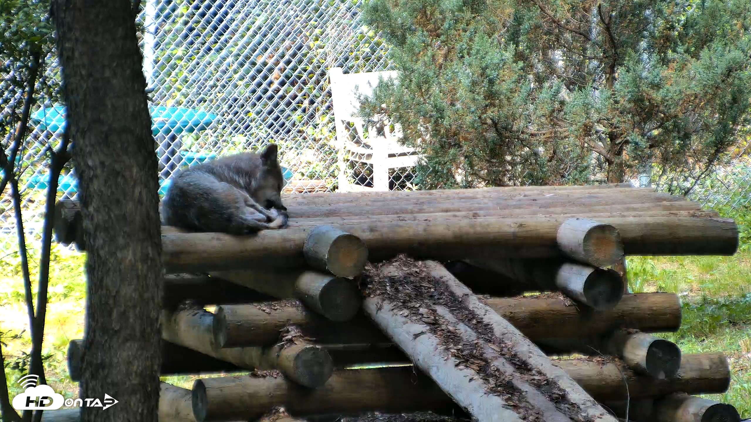 Snapshot of Red Wolves Live Webcam at the Wolf Conservation Center taken Aug 5, 2026, 10:49am EDT