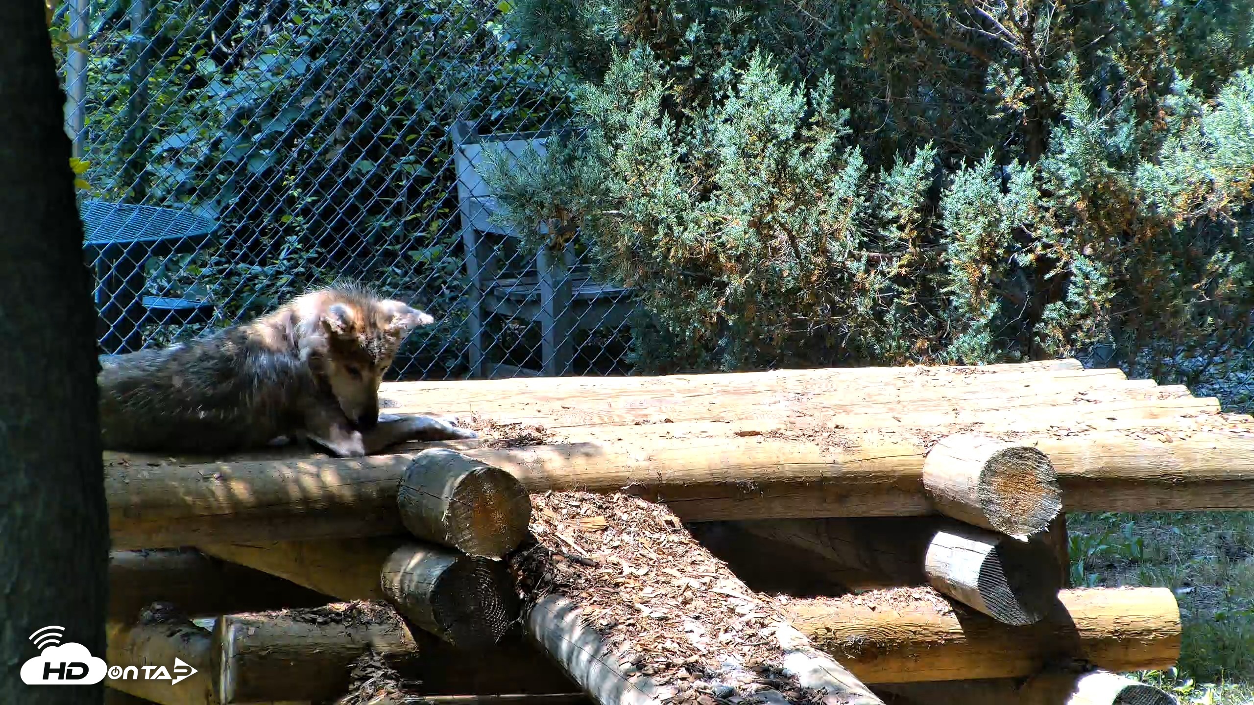 Snapshot of Red Wolves Live Webcam at the Wolf Conservation Center taken Jul 27, 2026, 1:11pm EDT