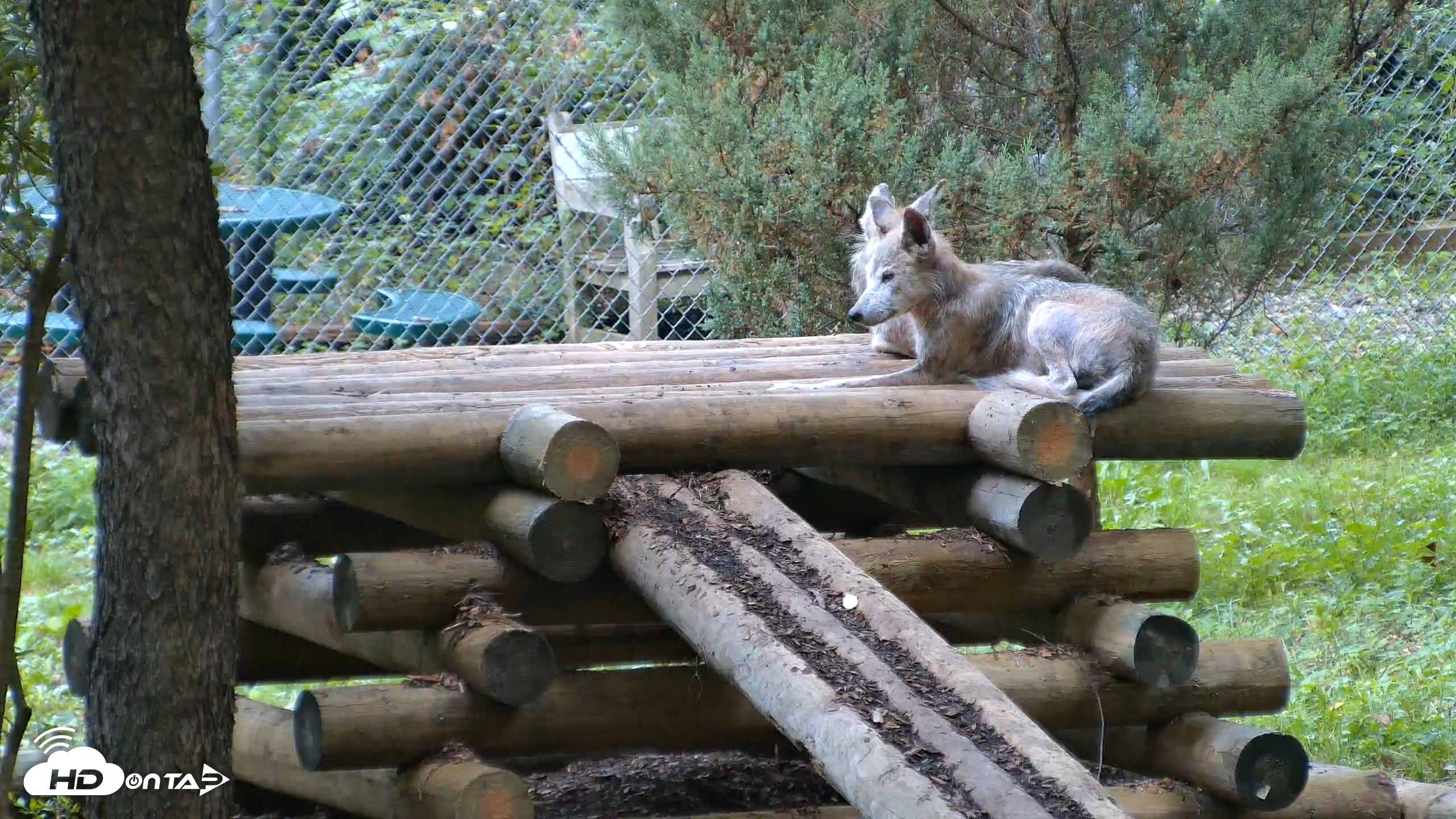 Snapshot of Red Wolves Live Webcam at the Wolf Conservation Center taken Aug 14, 2026, 8:14am EDT