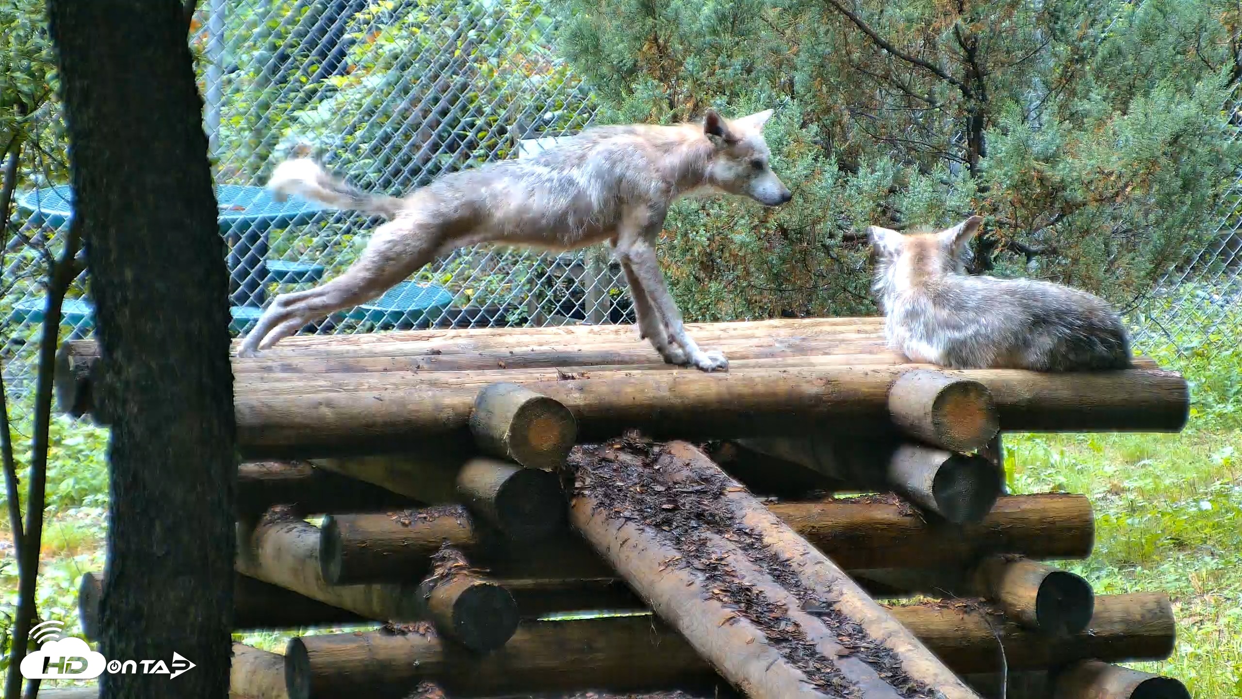 Snapshot of Red Wolves Live Webcam at the Wolf Conservation Center taken Aug 6, 2026, 8:54am EDT