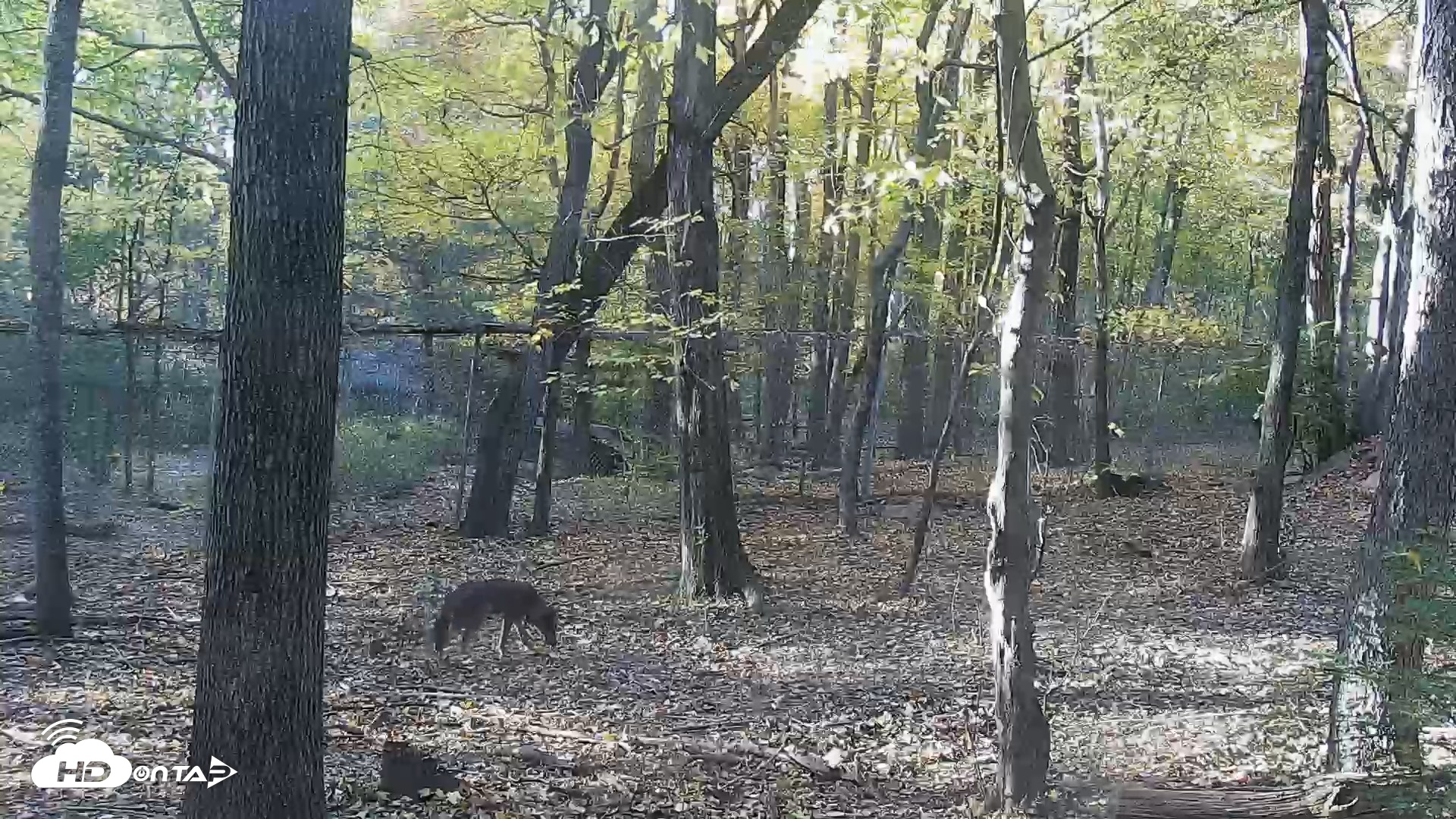 Snapshot of Red Wolves Live Webcam at the Wolf Conservation Center taken Oct 27, 2026, 4:48pm EDT