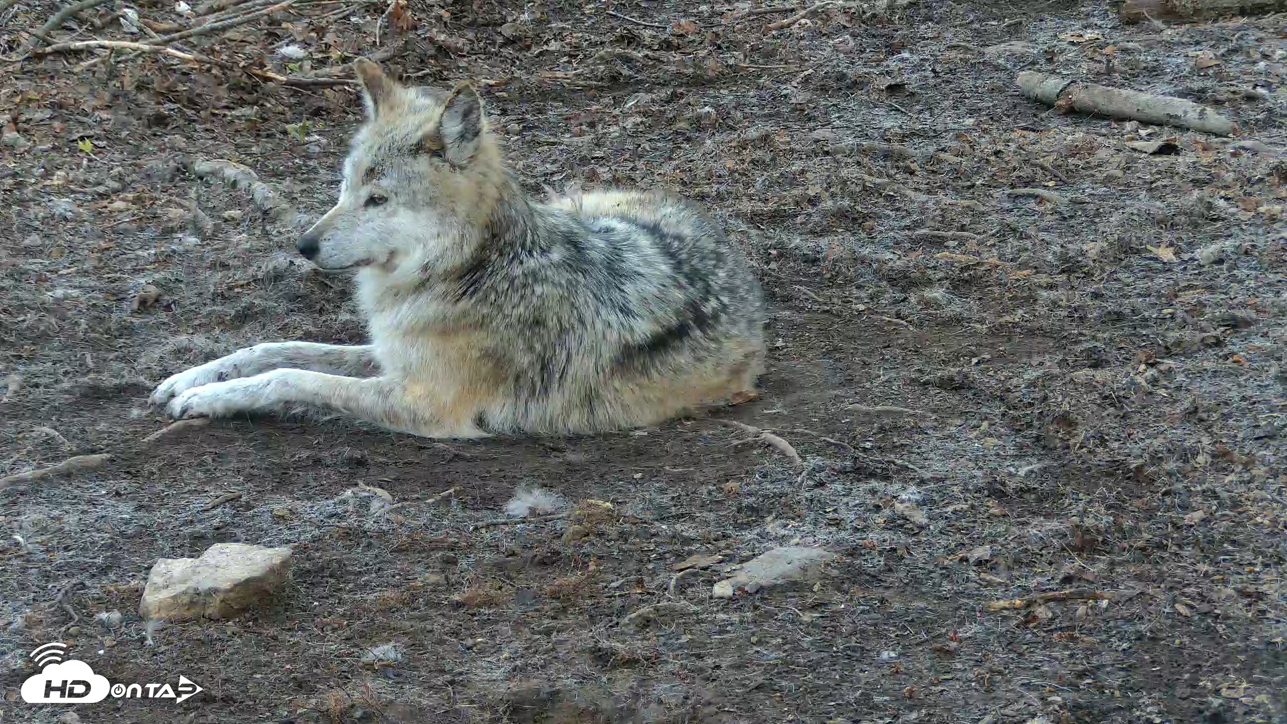 Snapshot of Red Wolves Live Webcam at the Wolf Conservation Center taken Apr 18, 2026, 6:54am EDT