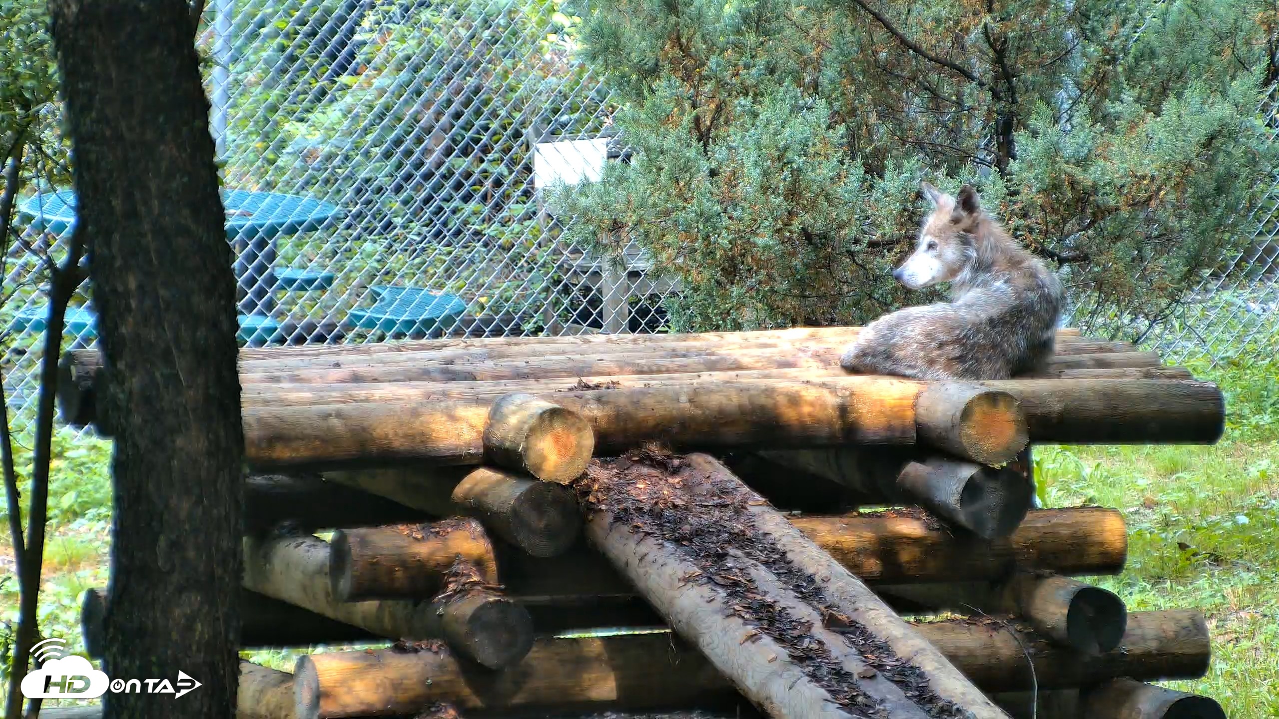 Snapshot of Red Wolves Live Webcam at the Wolf Conservation Center taken Aug 6, 2026, 10:10am EDT