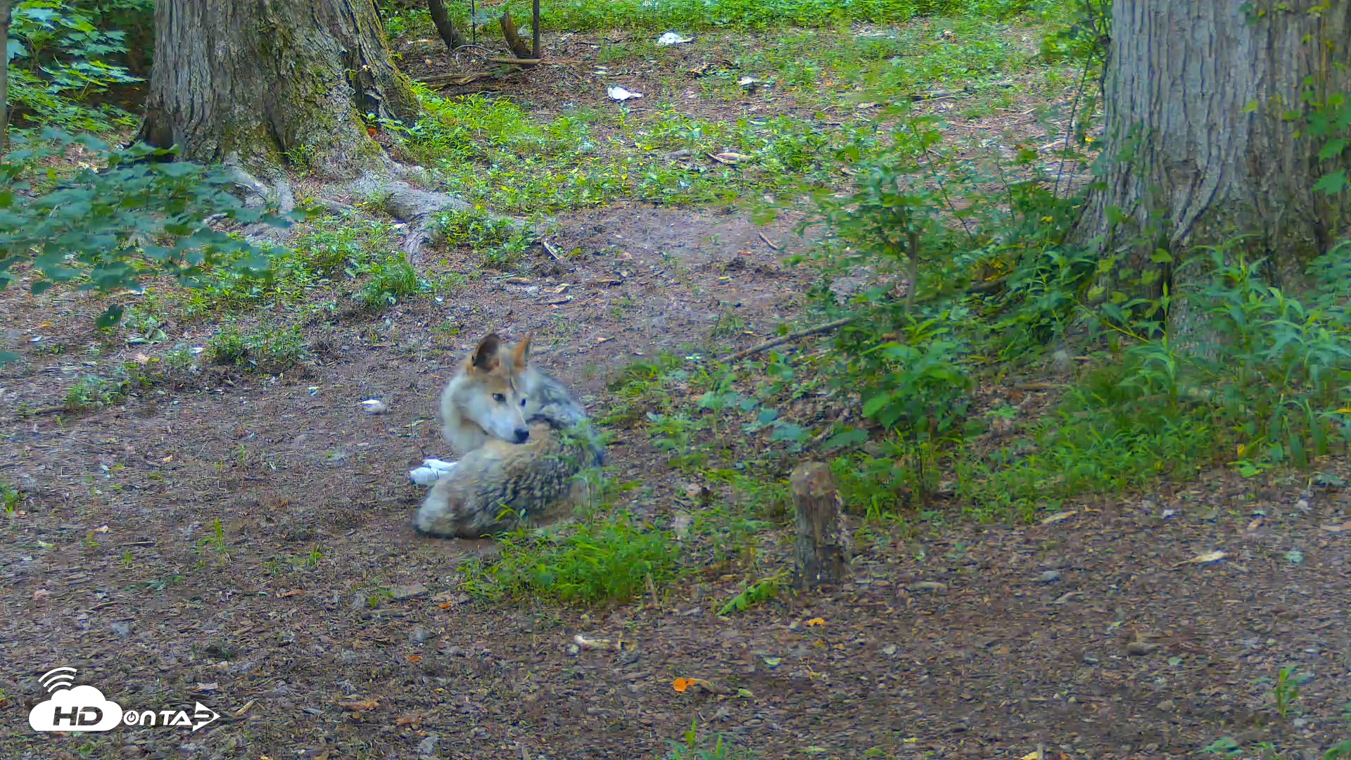 Snapshot of Red Wolves Live Webcam at the Wolf Conservation Center taken Jun 13, 2025, 7:48am EDT