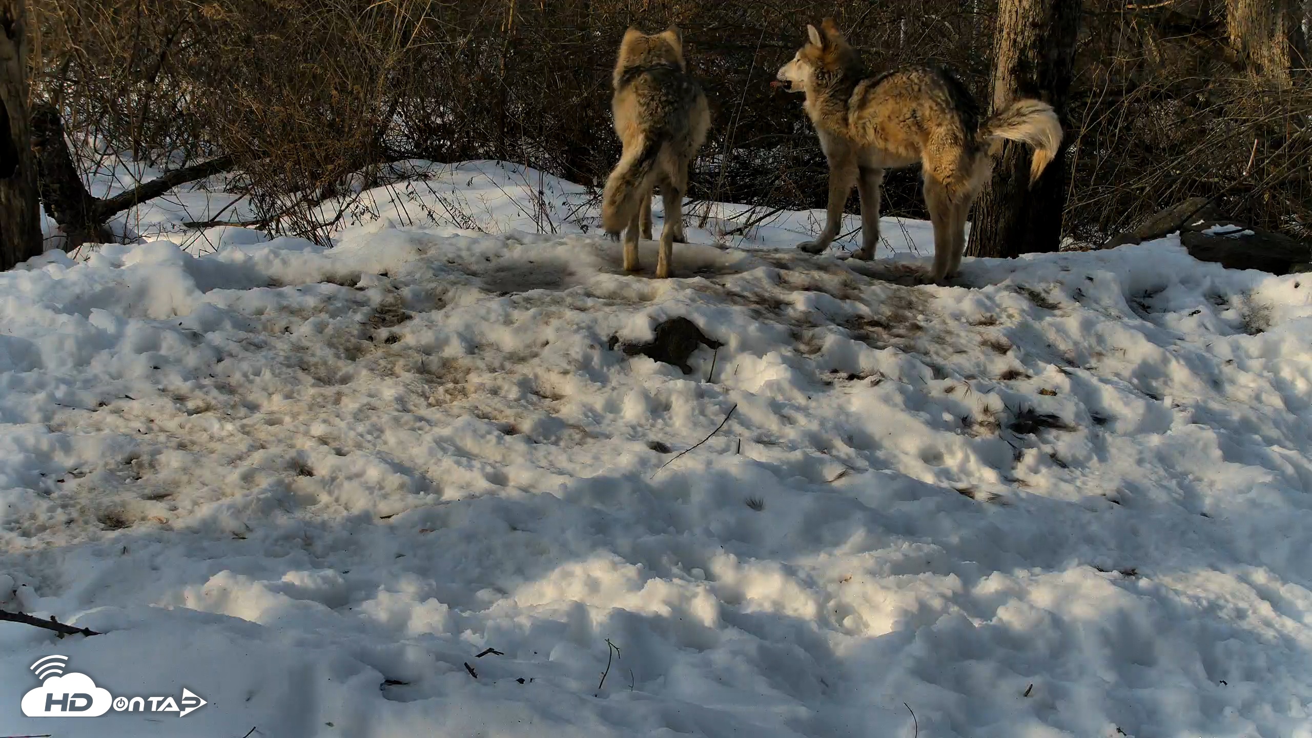 Snapshot of Red Wolves Live Webcam at the Wolf Conservation Center taken Feb 15, 2026, 8:58am EST