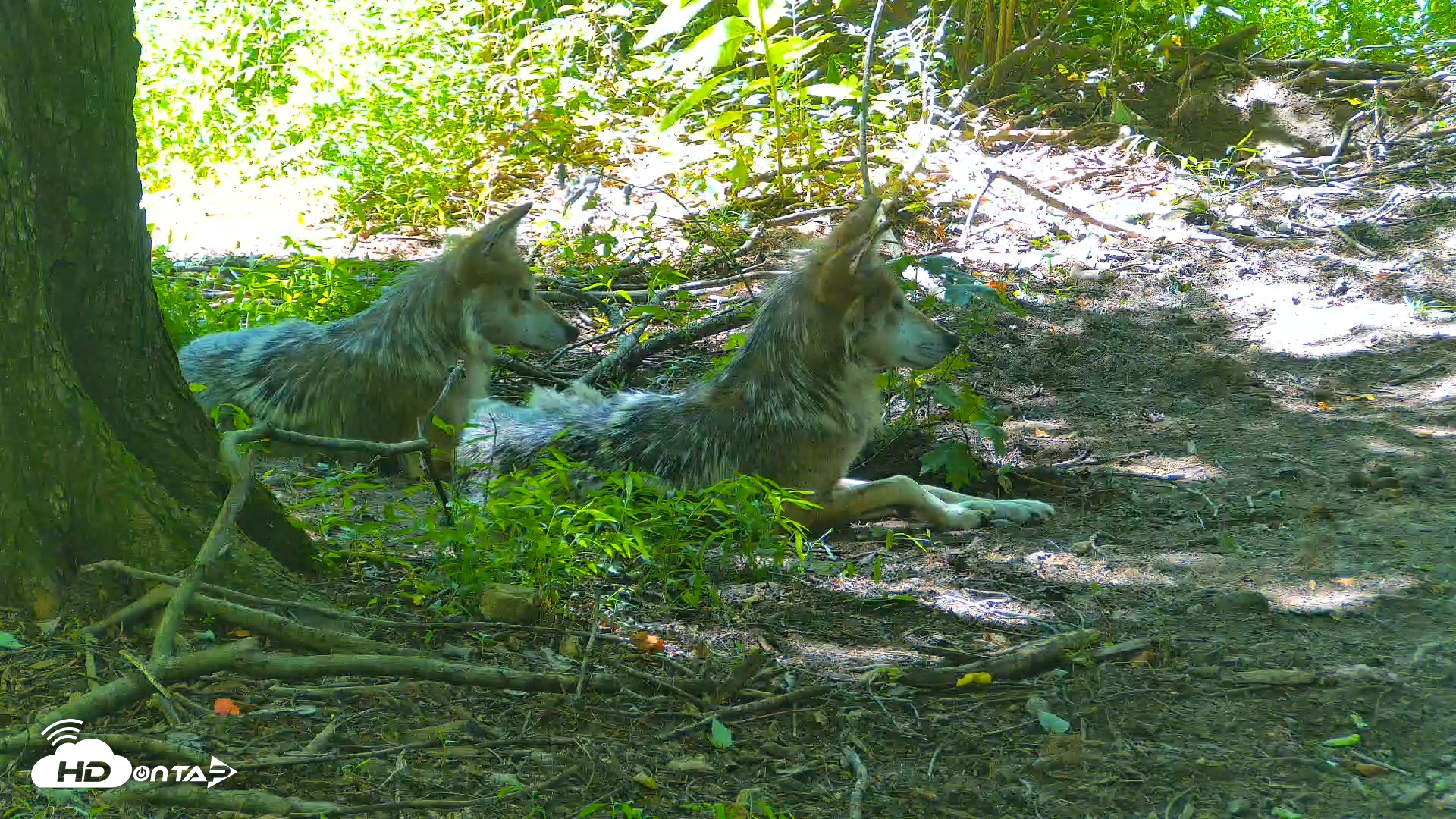 Snapshot of Red Wolves Live Webcam at the Wolf Conservation Center taken Jul 18, 2025, 2:50pm EDT
