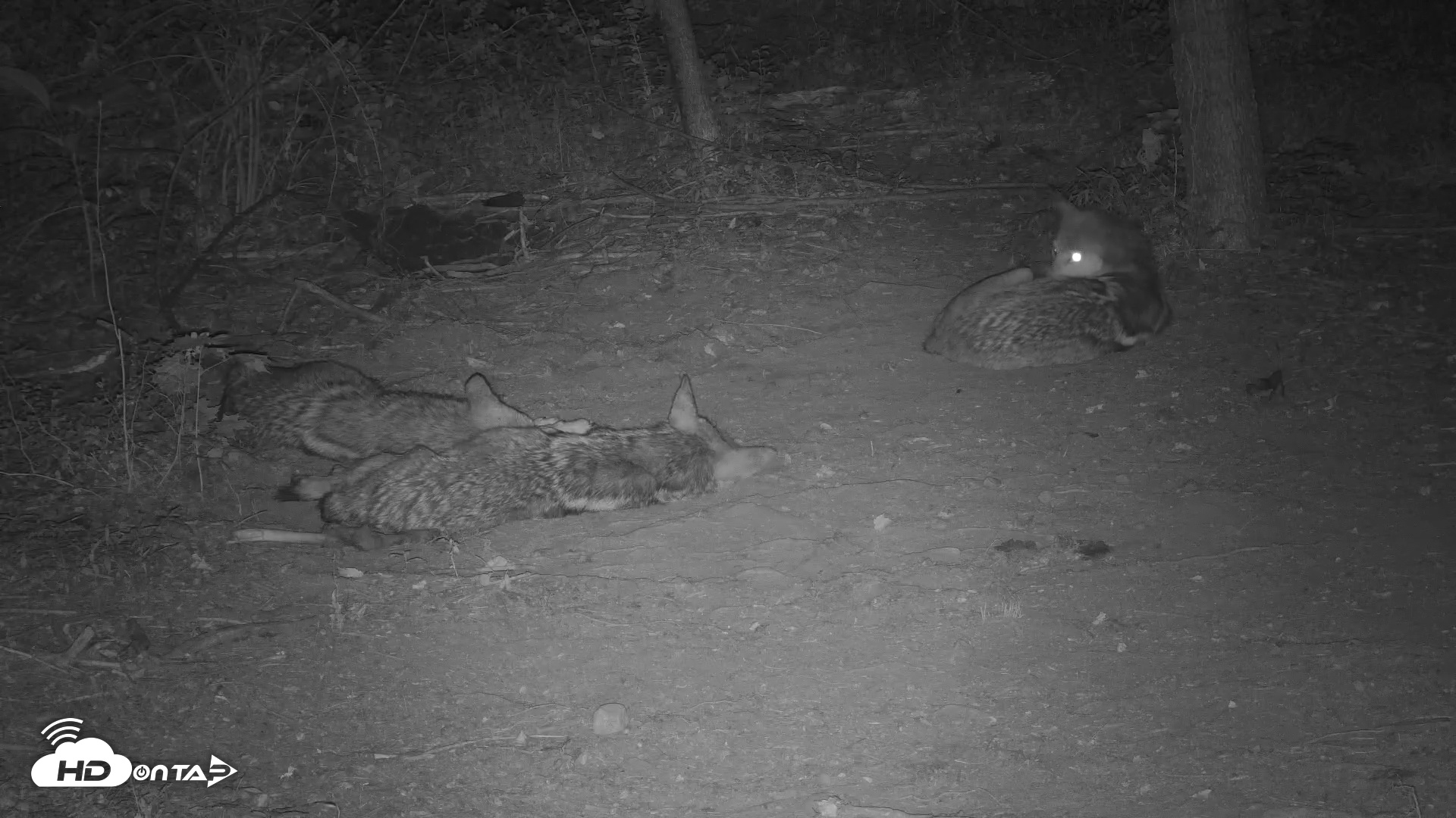 Snapshot of Red Wolves Live Webcam at the Wolf Conservation Center taken Jul 13, 2025, 10:36pm EDT