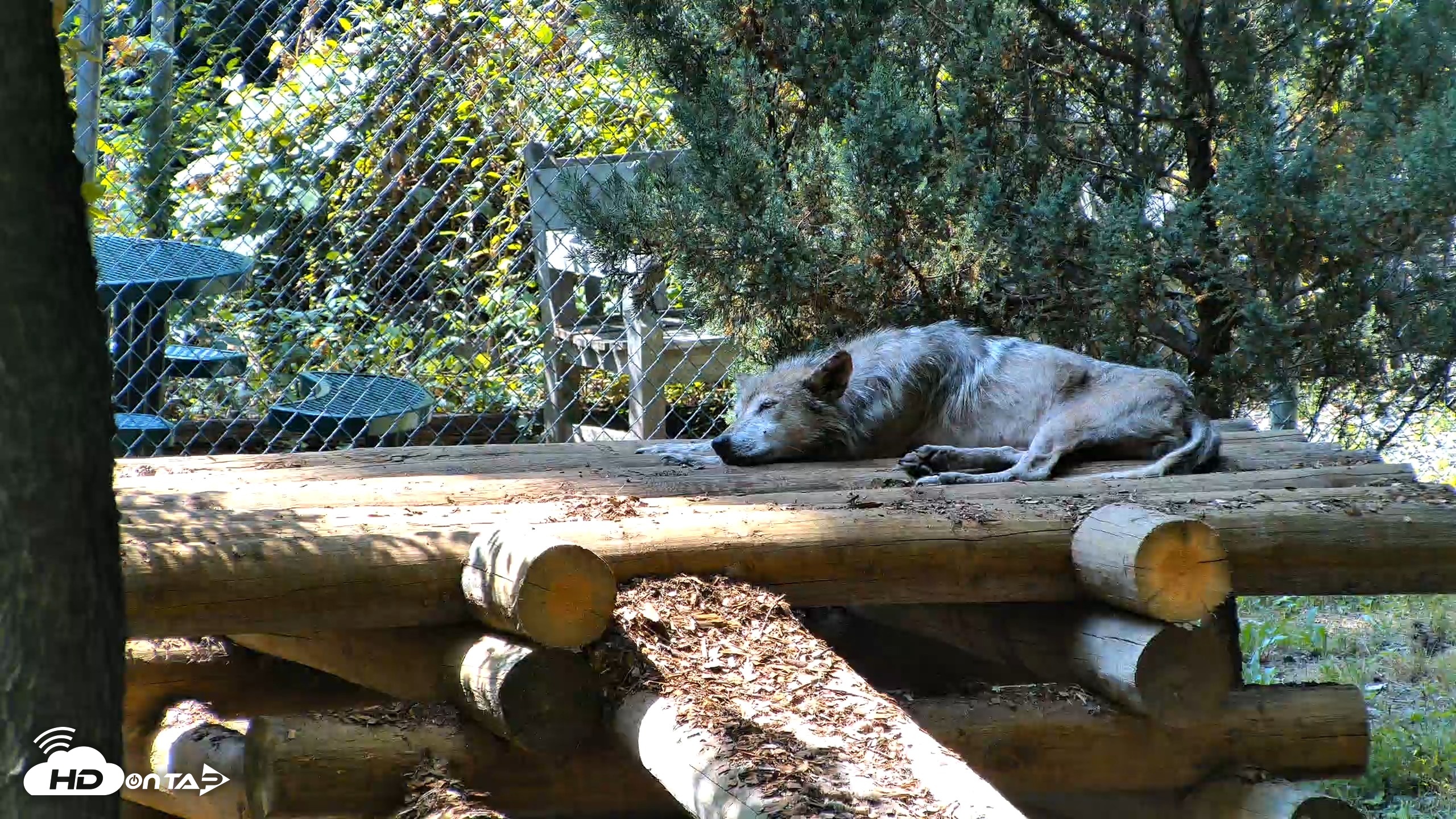 Snapshot of Red Wolves Live Webcam at the Wolf Conservation Center taken Jul 27, 2026, 3:09pm EDT