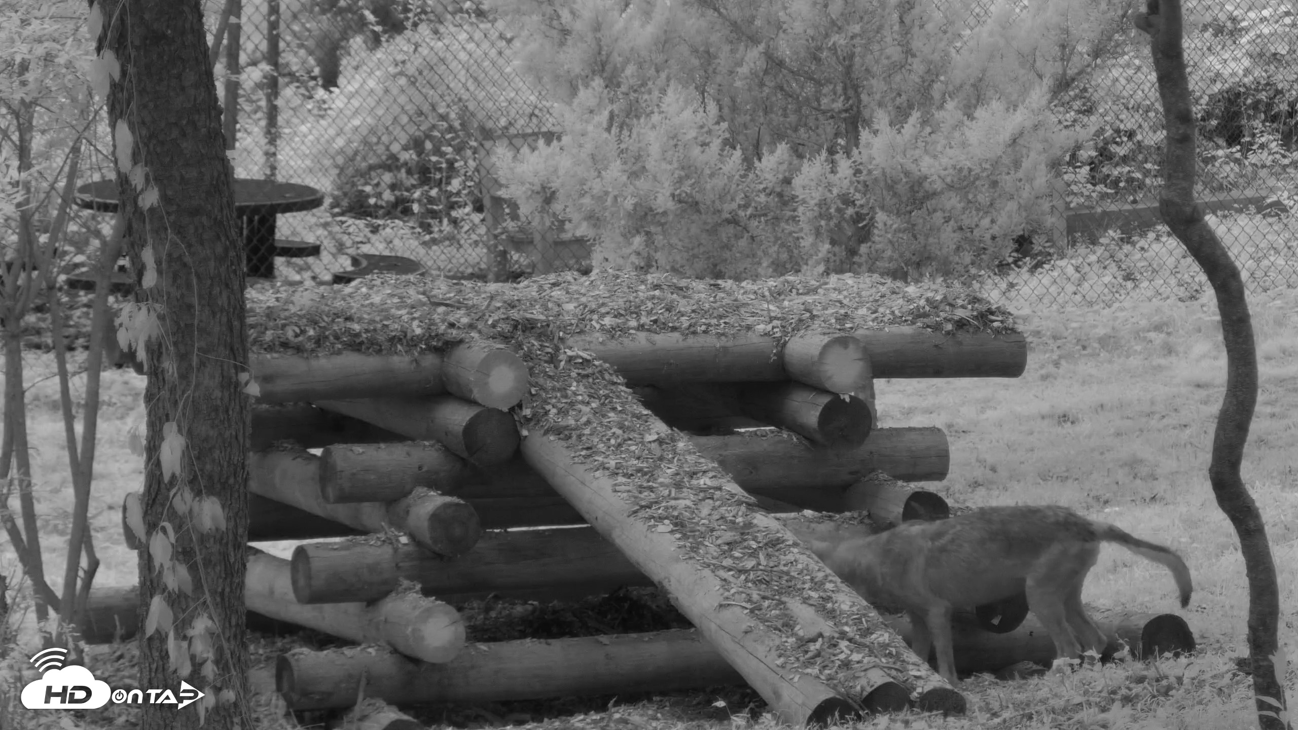 Snapshot of Red Wolves Live Webcam at the Wolf Conservation Center taken Jul 16, 2026, 5:41am EDT