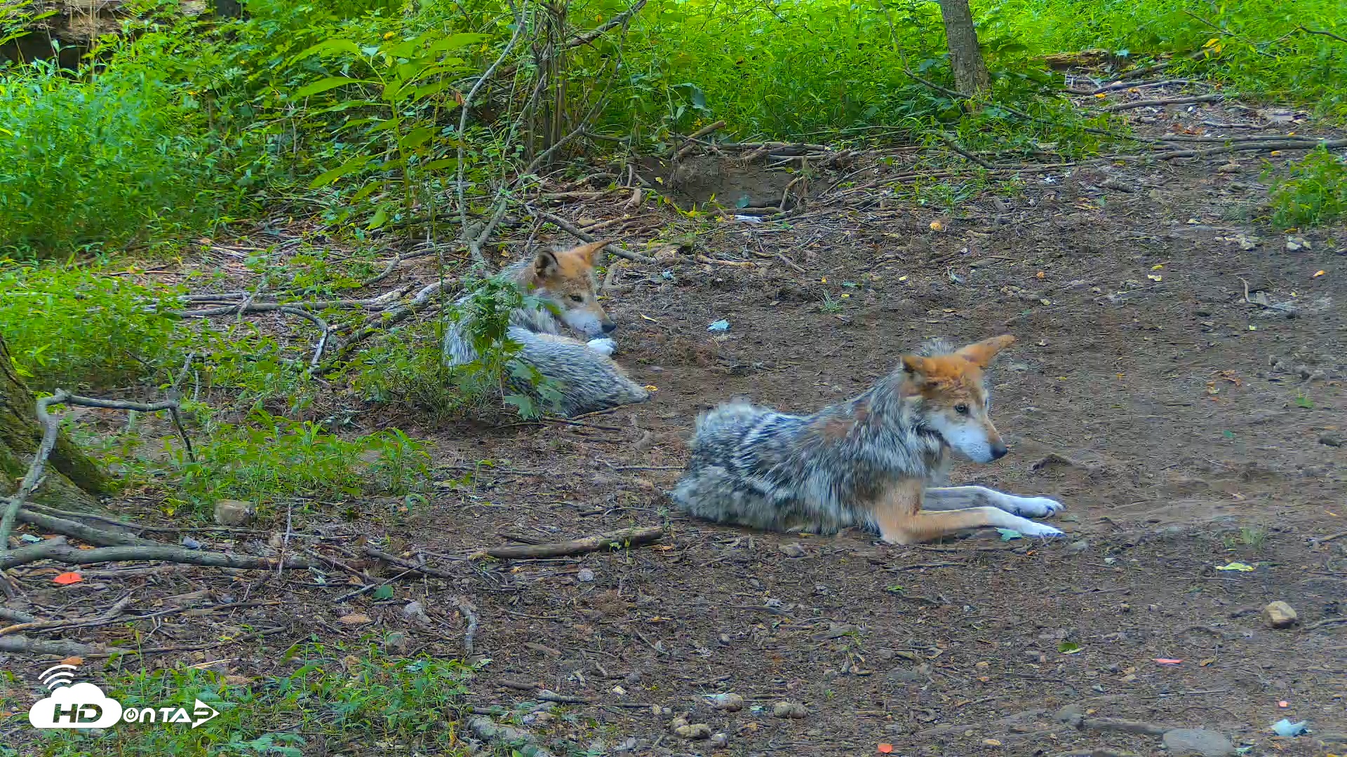 Snapshot of Red Wolves Live Webcam at the Wolf Conservation Center taken Jul 17, 2025, 11:31am EDT