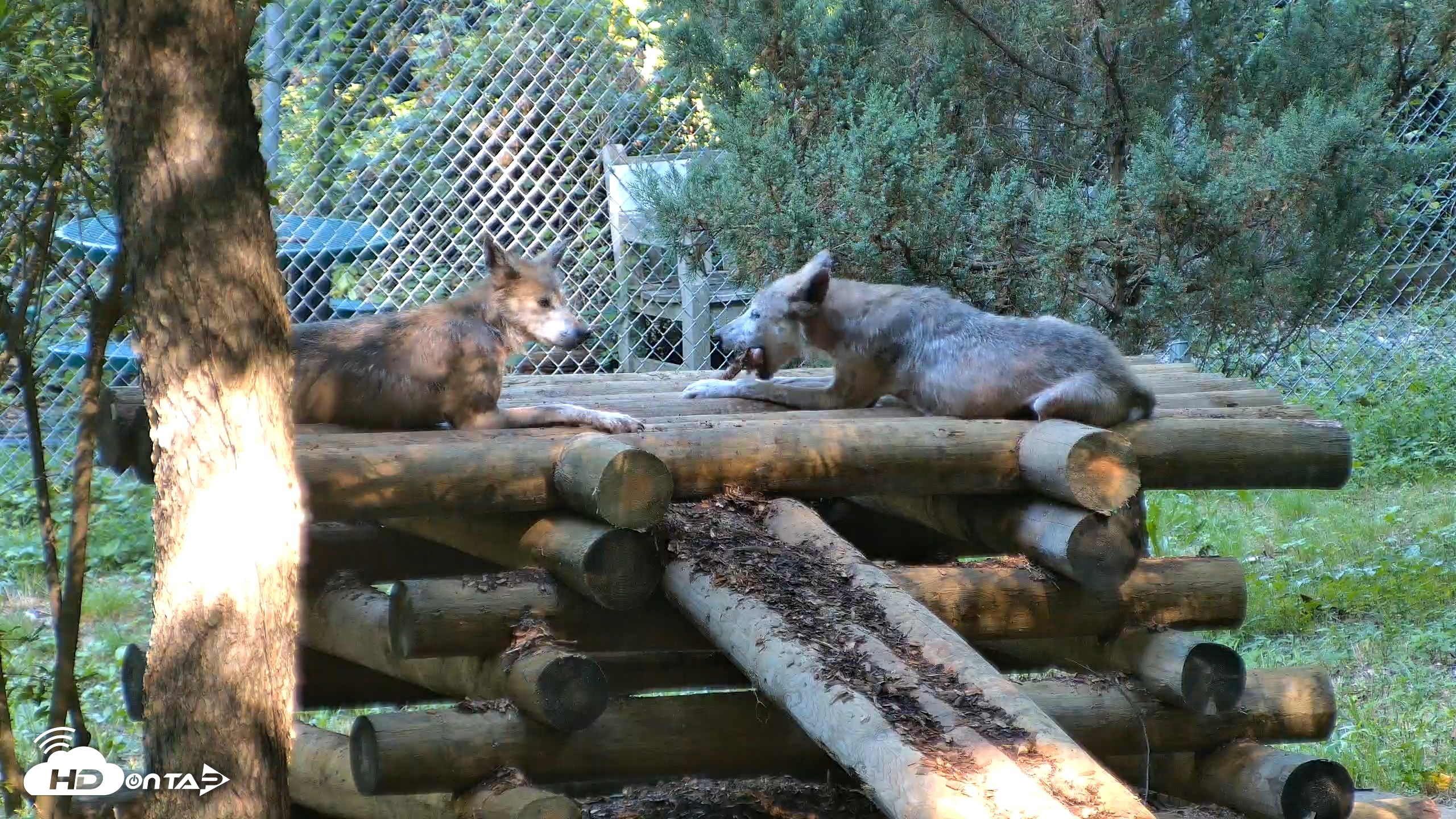 Snapshot of Red Wolves Live Webcam at the Wolf Conservation Center taken Aug 7, 2026, 10:02am EDT