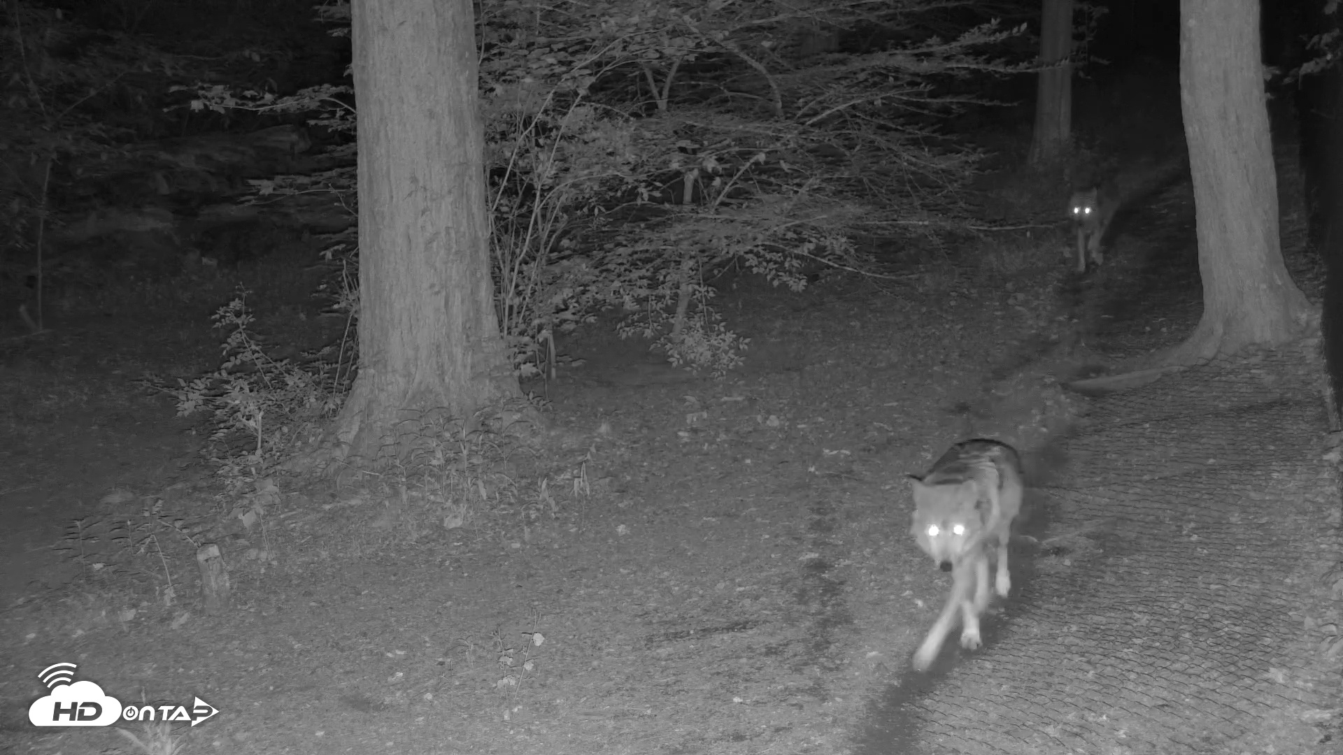 Snapshot of Red Wolves Live Webcam at the Wolf Conservation Center taken Jun 21, 2025, 11:59pm EDT
