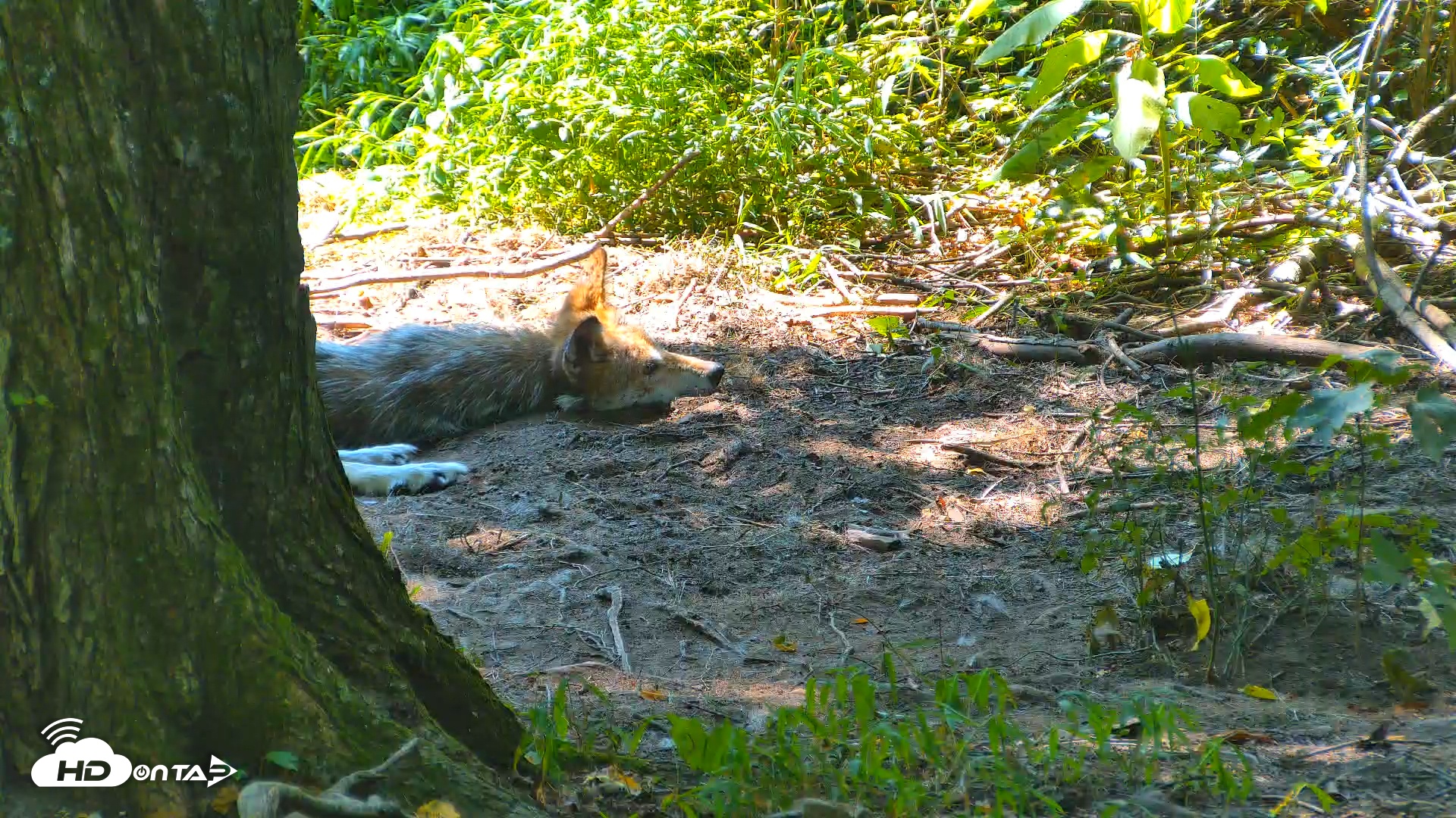 Snapshot of Red Wolves Live Webcam at the Wolf Conservation Center taken Jul 30, 2025, 2:44pm EDT