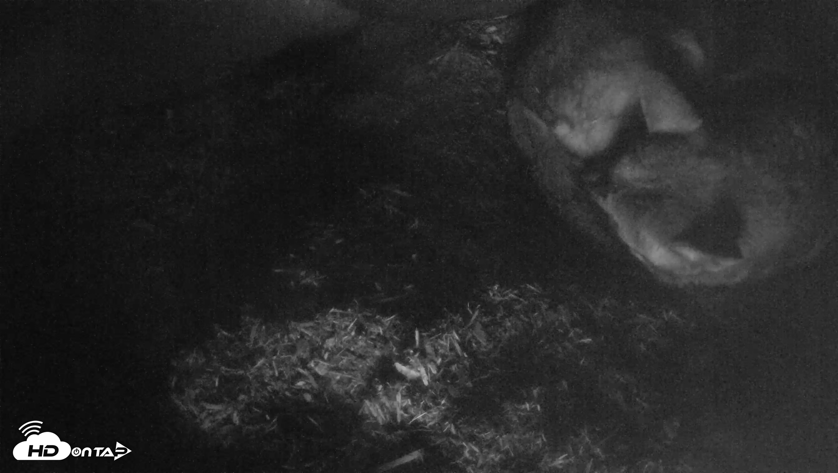 Snapshot of Red Wolves Live Webcam at the Wolf Conservation Center taken Feb 23, 2026, 7:15am EST