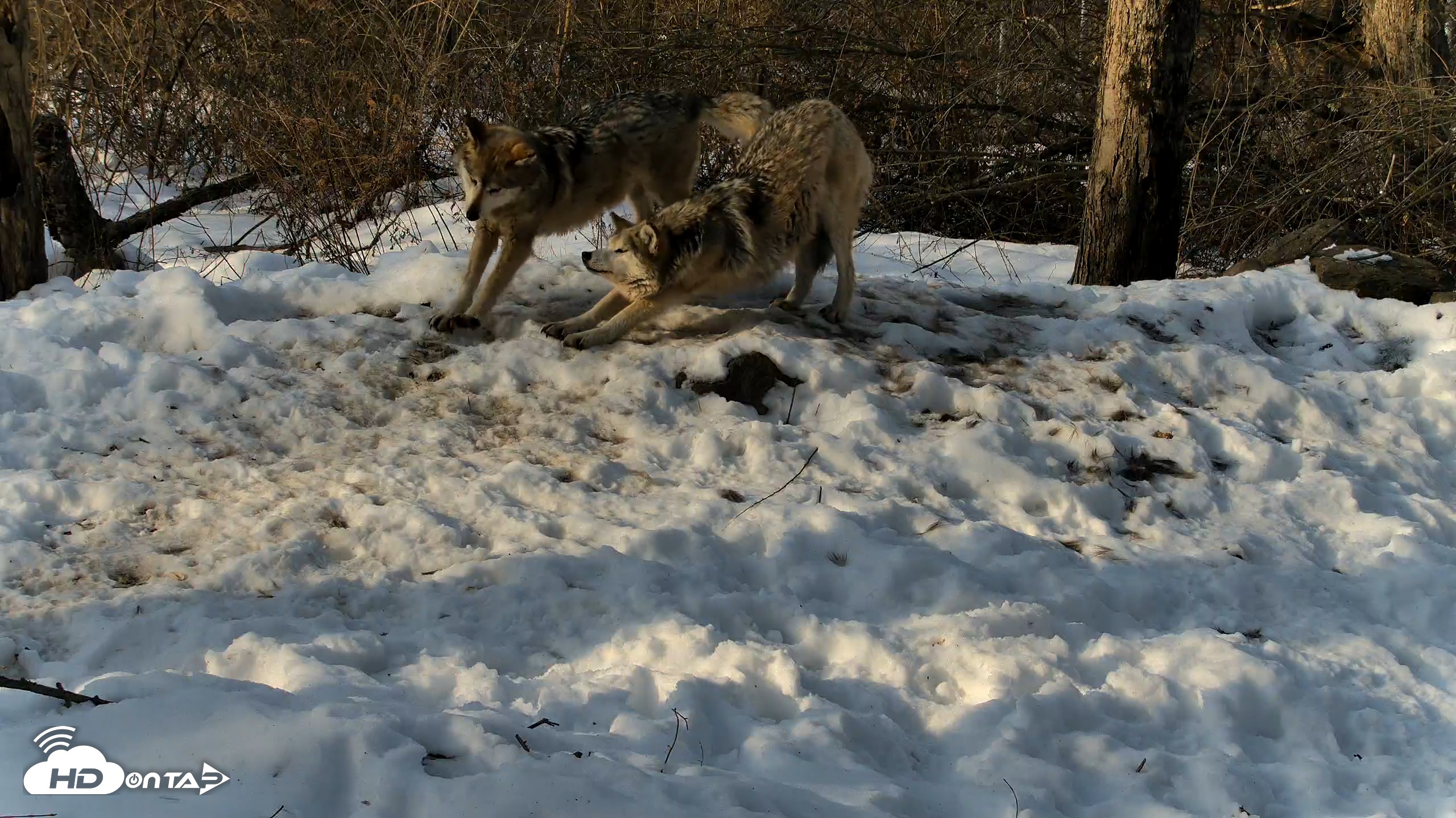 Snapshot of Red Wolves Live Webcam at the Wolf Conservation Center taken Feb 15, 2026, 9:00am EST