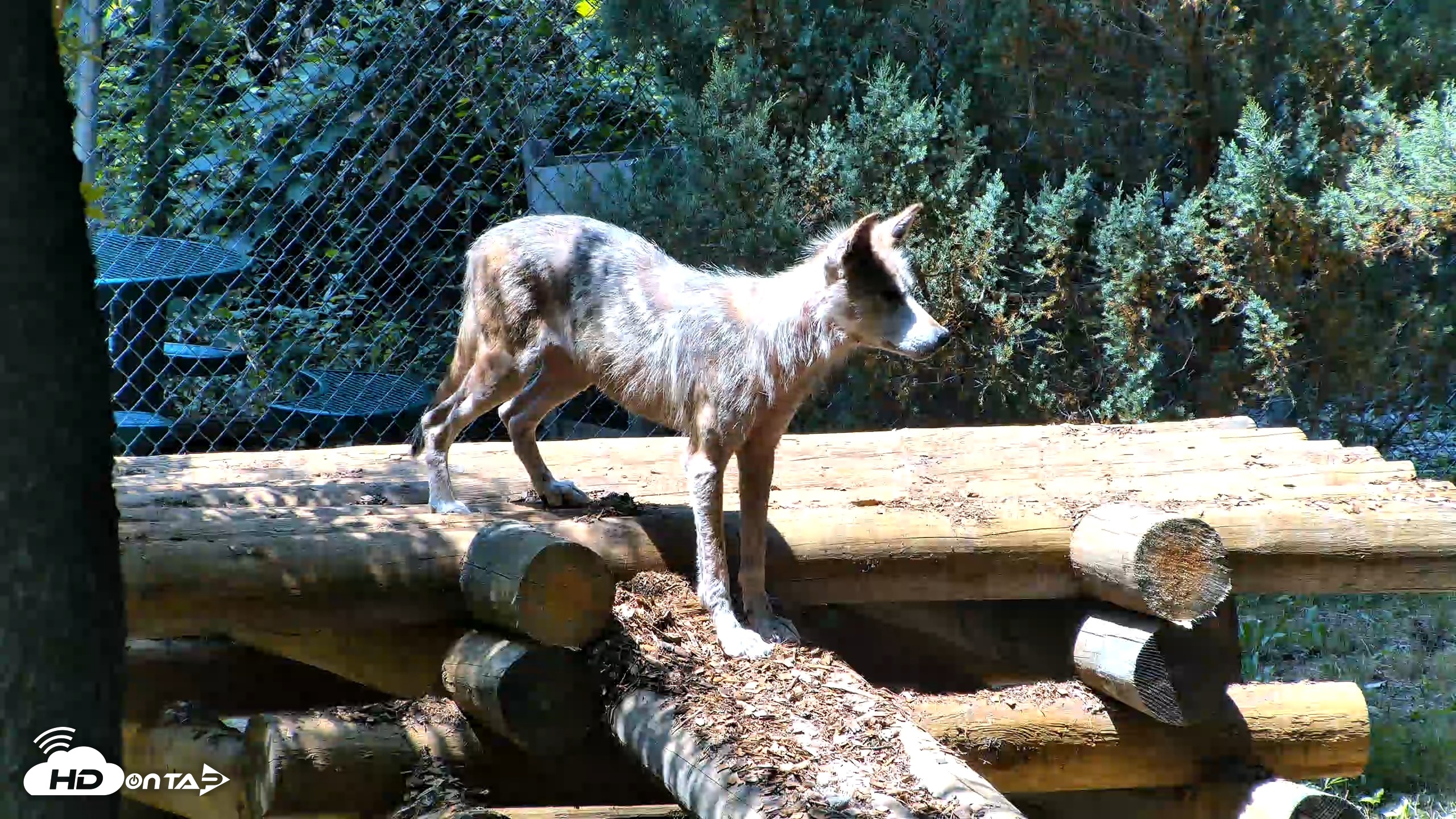 Snapshot of Red Wolves Live Webcam at the Wolf Conservation Center taken Jul 27, 2026, 1:16pm EDT