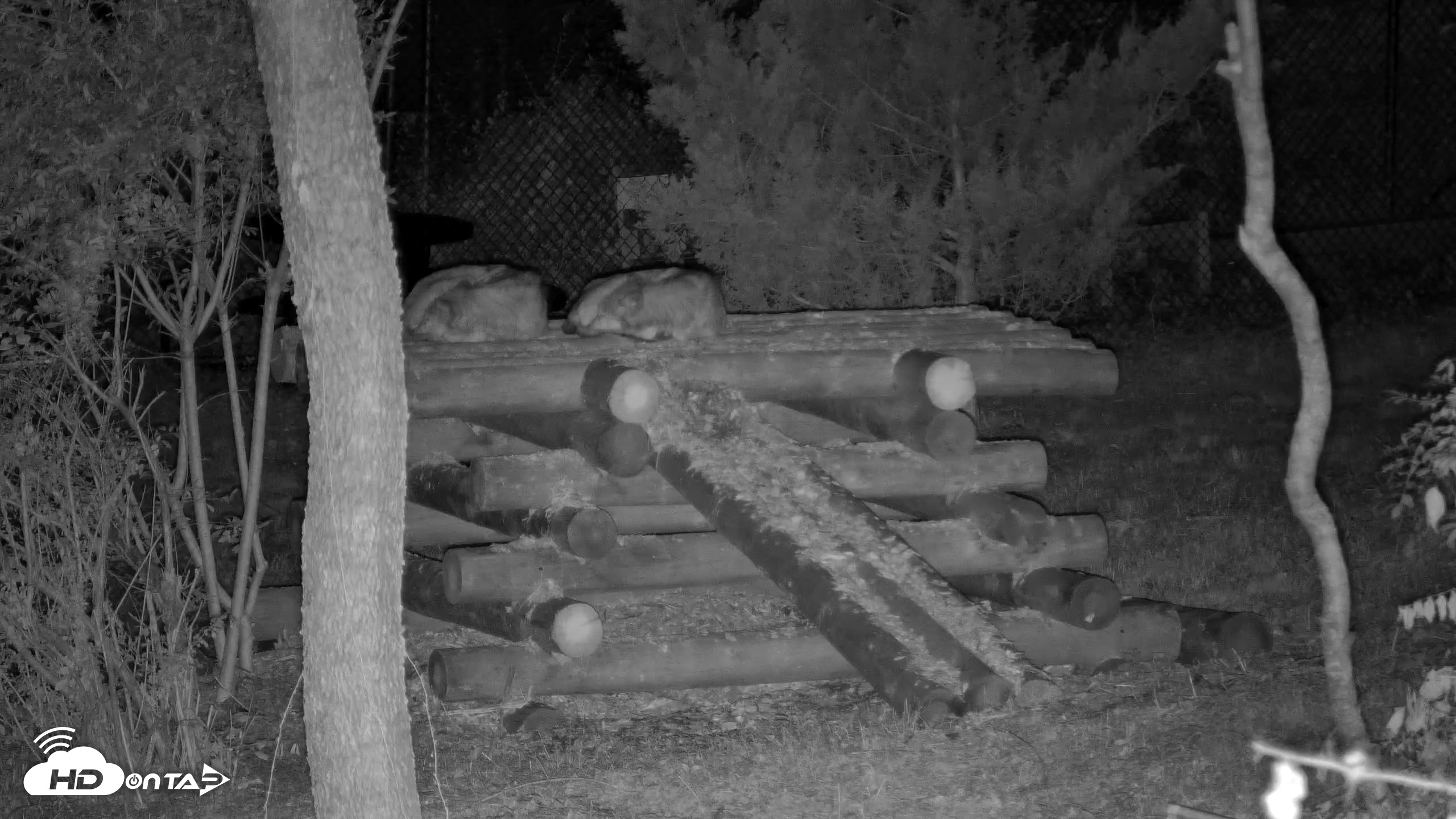 Snapshot of Red Wolves Live Webcam at the Wolf Conservation Center taken Jul 24, 2026, 3:08am EDT