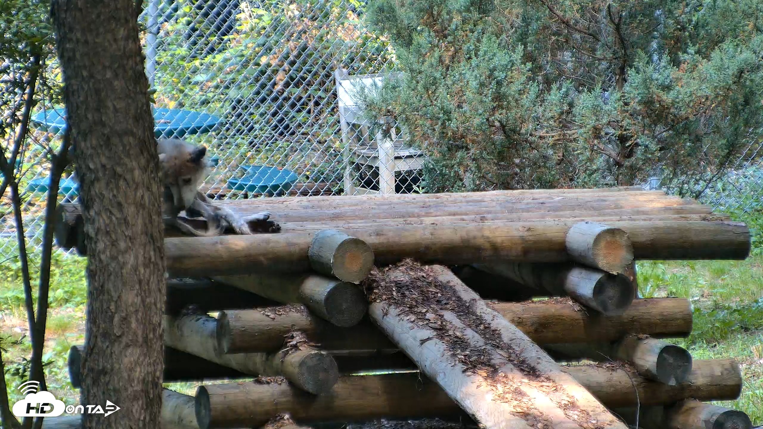 Snapshot of Red Wolves Live Webcam at the Wolf Conservation Center taken Aug 5, 2026, 10:23am EDT