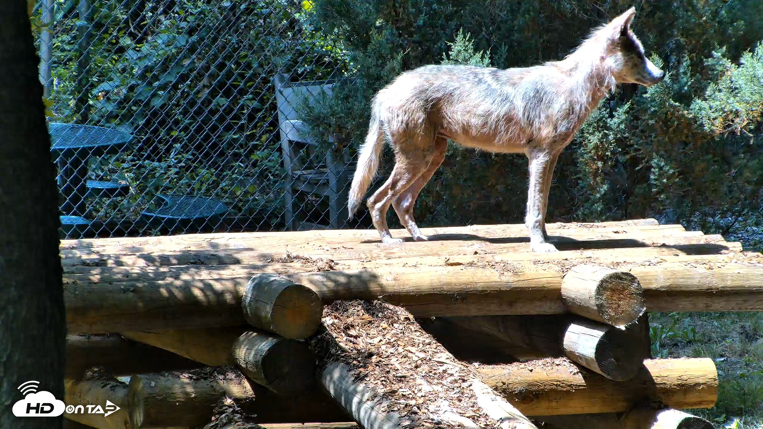 Snapshot of Red Wolves Live Webcam at the Wolf Conservation Center taken Jul 27, 2026, 1:21pm EDT