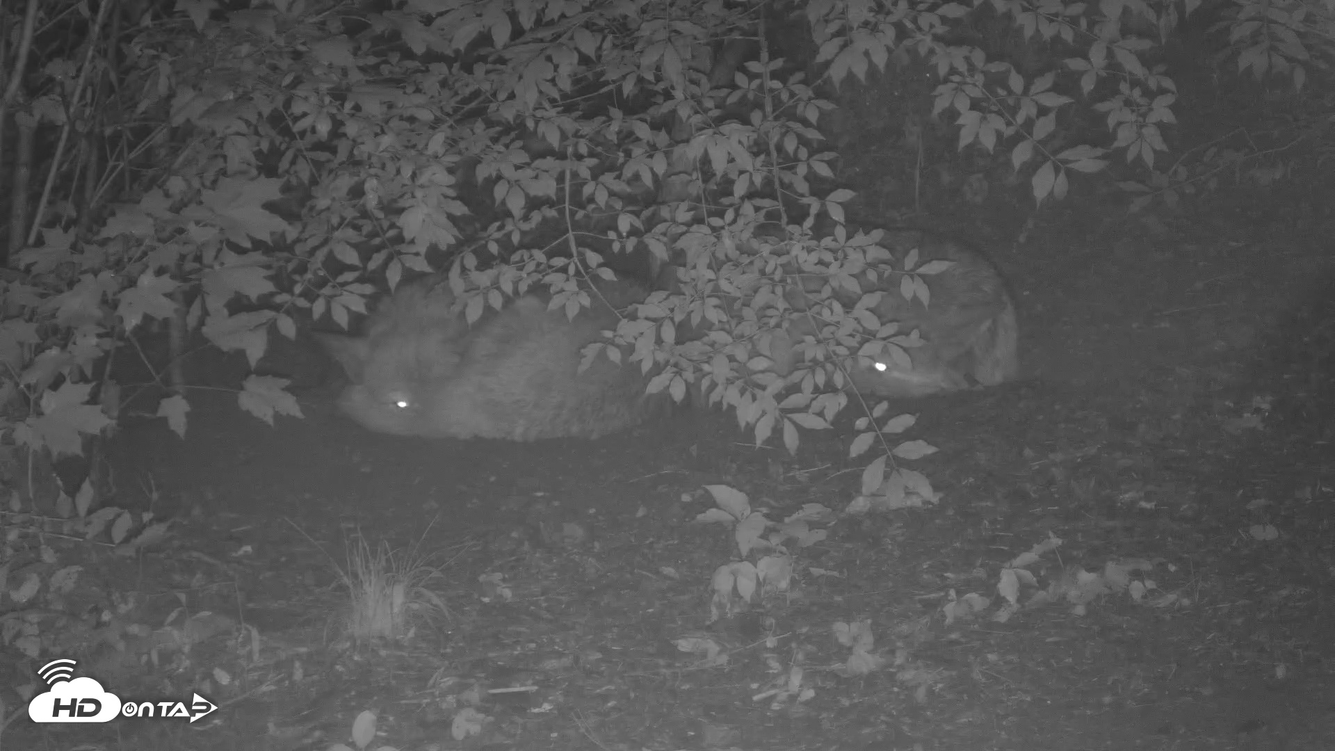 Snapshot of Red Wolves Live Webcam at the Wolf Conservation Center taken Jun 17, 2025, 11:46pm EDT
