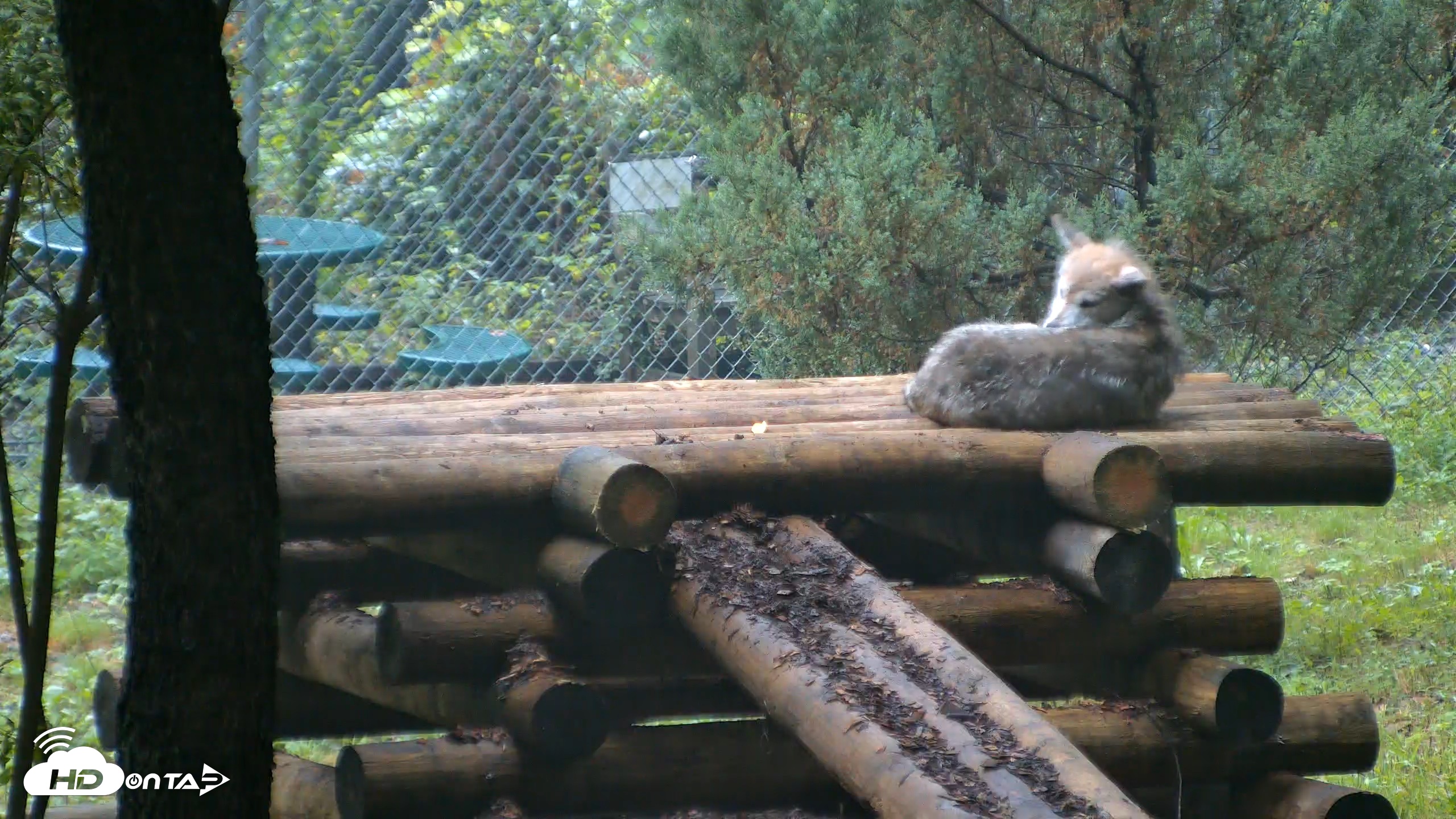 Snapshot of Red Wolves Live Webcam at the Wolf Conservation Center taken Aug 6, 2026, 6:39am EDT