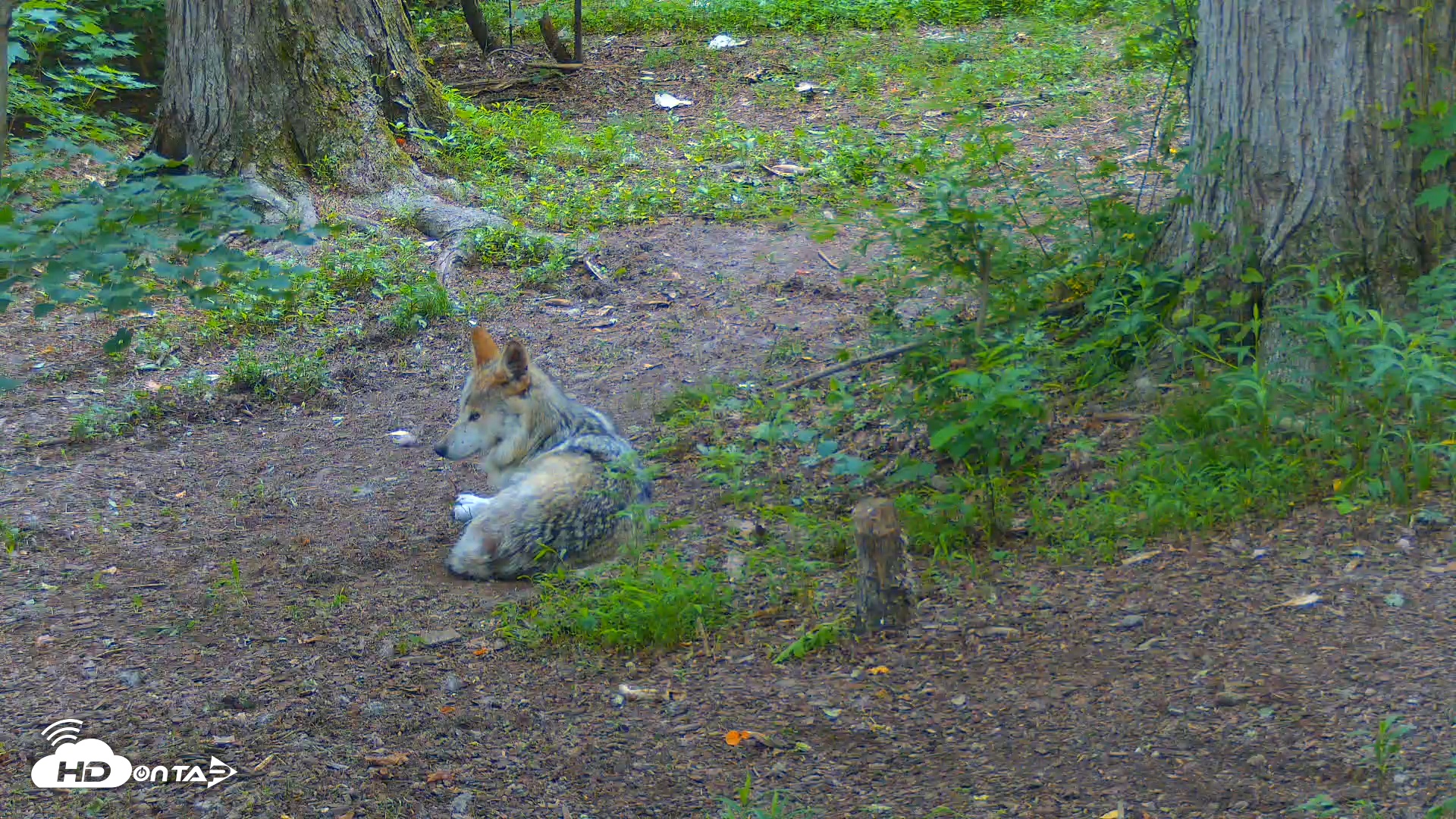 Snapshot of Red Wolves Live Webcam at the Wolf Conservation Center taken Jun 13, 2025, 7:48am EDT