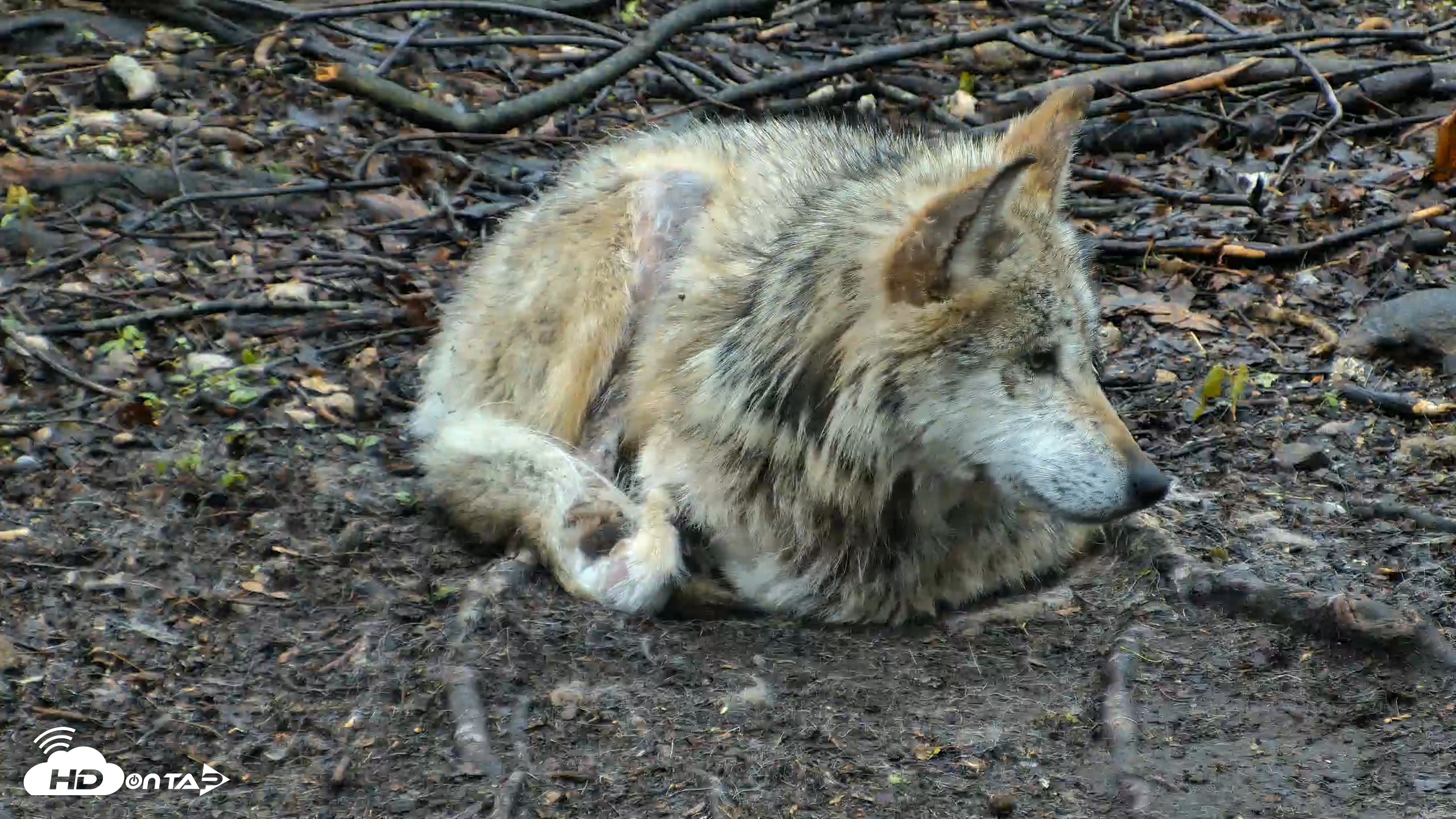 Snapshot of Red Wolves Live Webcam at the Wolf Conservation Center taken Apr 26, 2026, 8:04am EDT