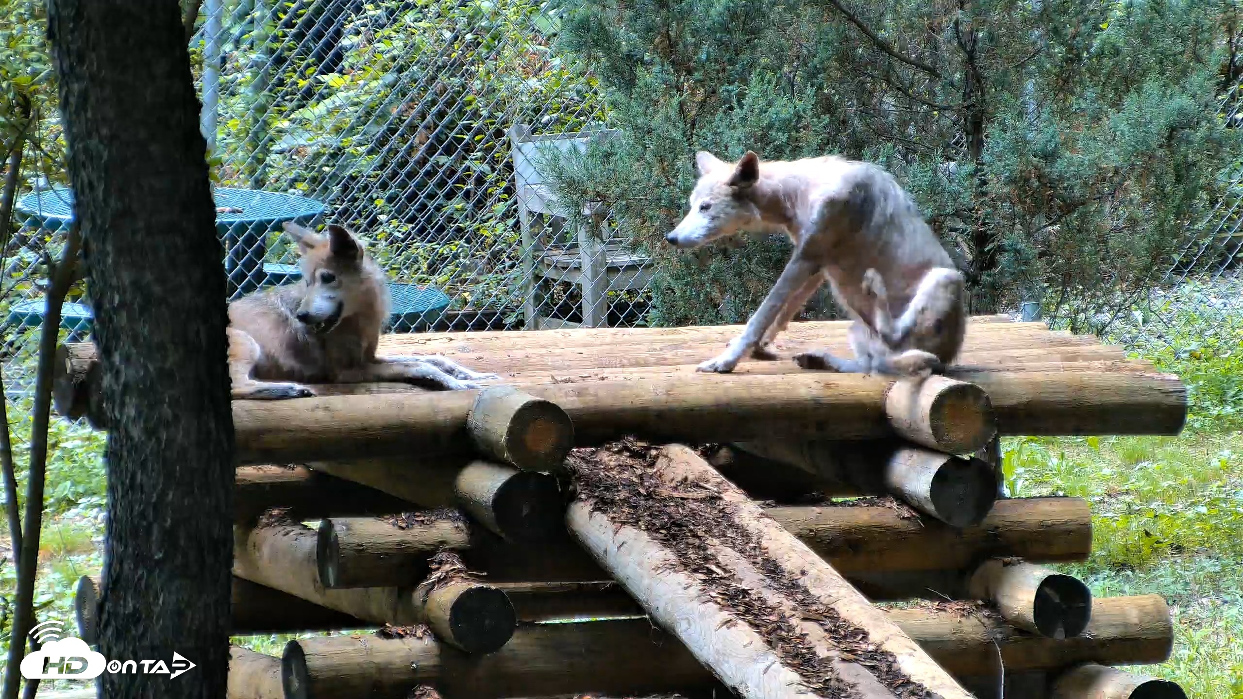 Snapshot of Red Wolves Live Webcam at the Wolf Conservation Center taken Aug 6, 2026, 2:01pm EDT
