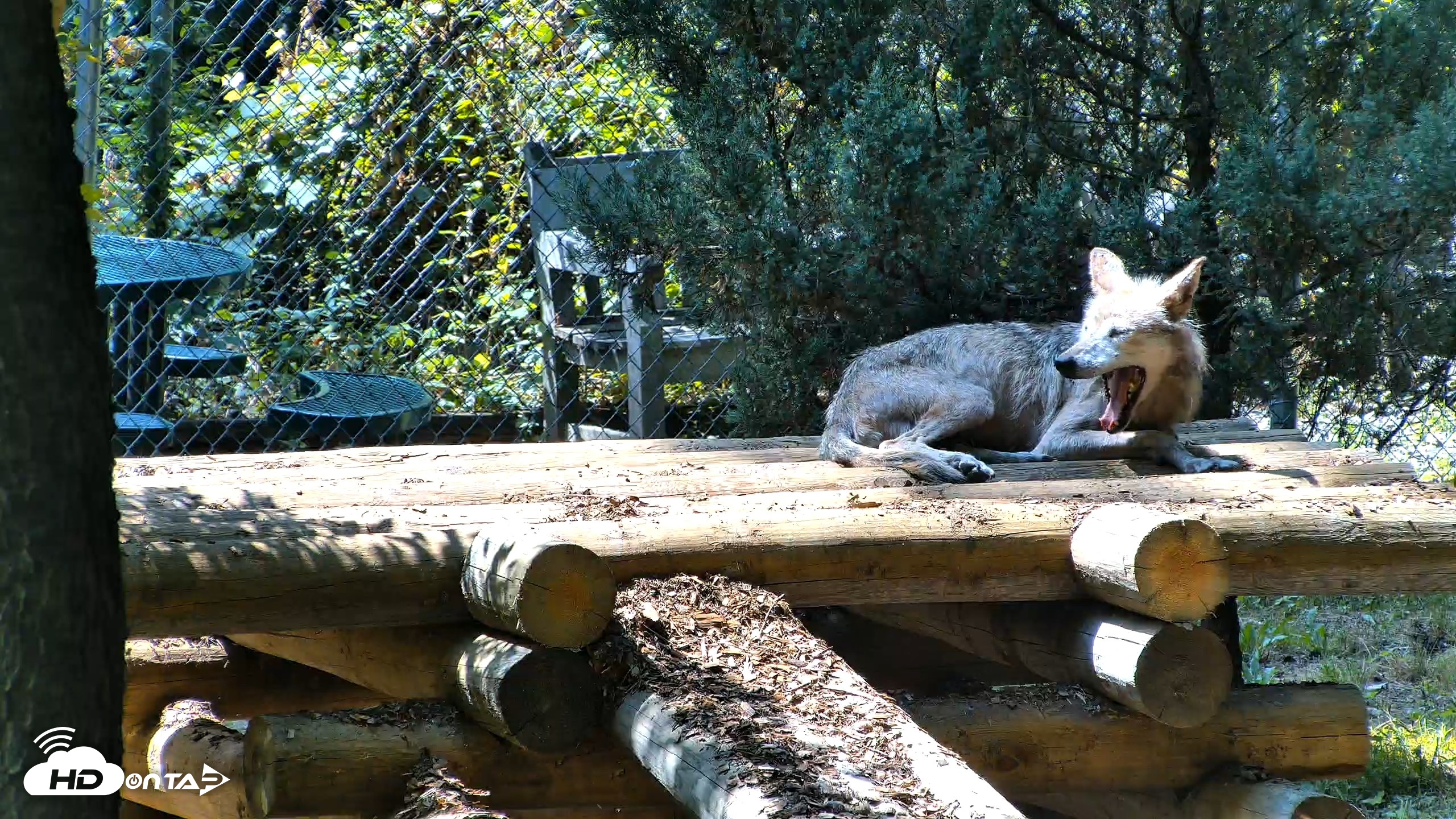 Snapshot of Red Wolves Live Webcam at the Wolf Conservation Center taken Jul 27, 2026, 2:51pm EDT