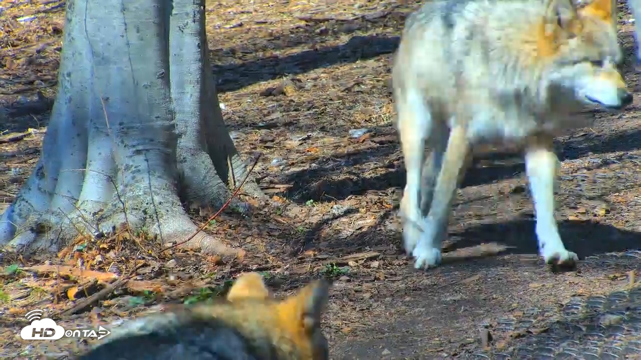 Snapshot of Wolf Center - Exhibit Red Wolves taken Apr 1, 2025, 1:51pm EDT