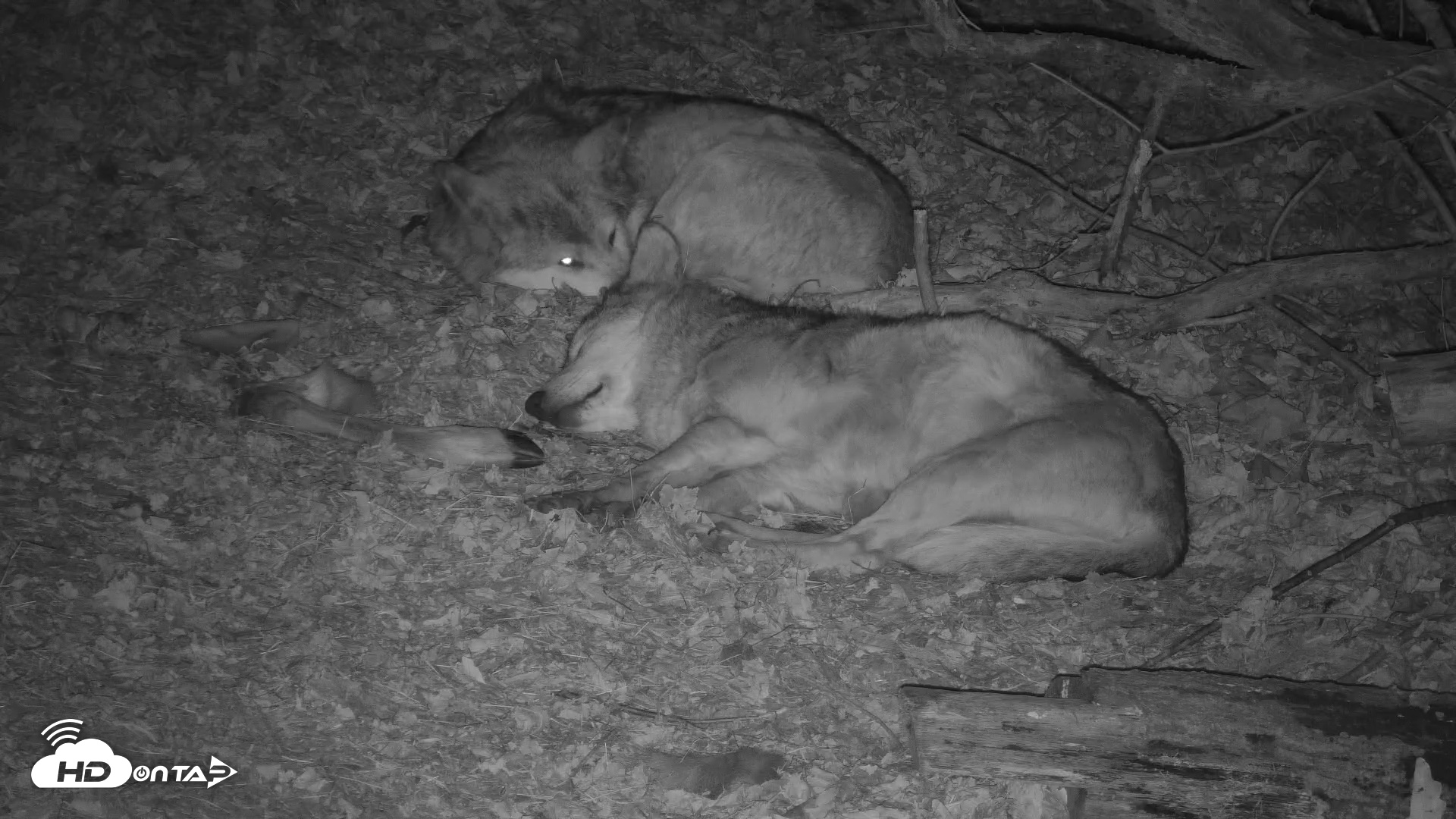 Snapshot of Red Wolves Live Webcam at the Wolf Conservation Center taken Dec 5, 2025, 10:22pm EST