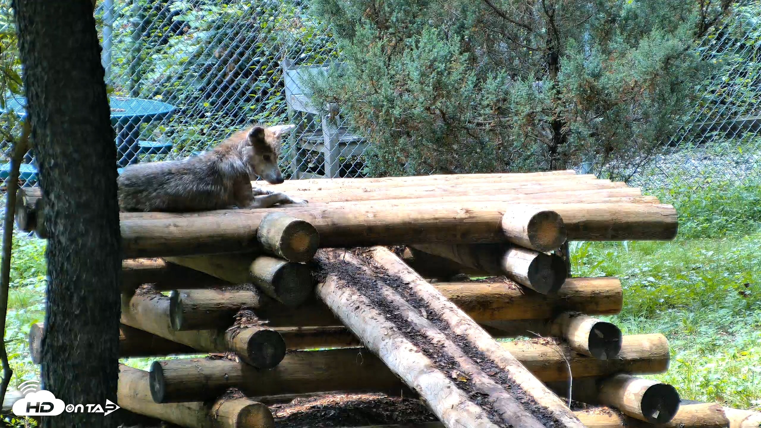Snapshot of Red Wolves Live Webcam at the Wolf Conservation Center taken Aug 13, 2026, 1:54pm EDT