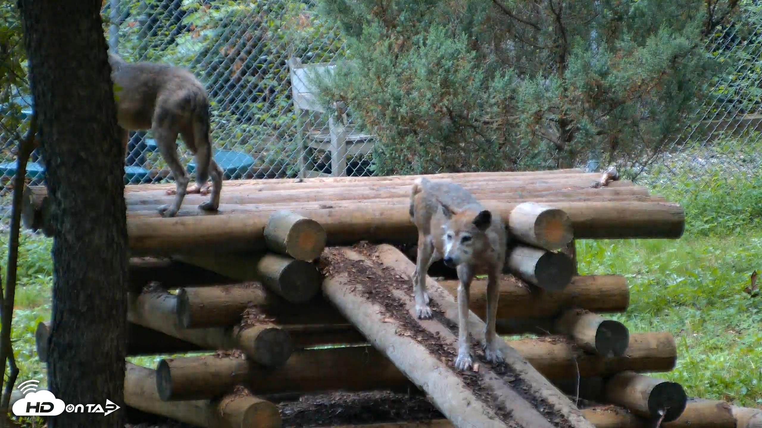 Snapshot of Red Wolves Live Webcam at the Wolf Conservation Center taken Aug 12, 2026, 6:19am EDT