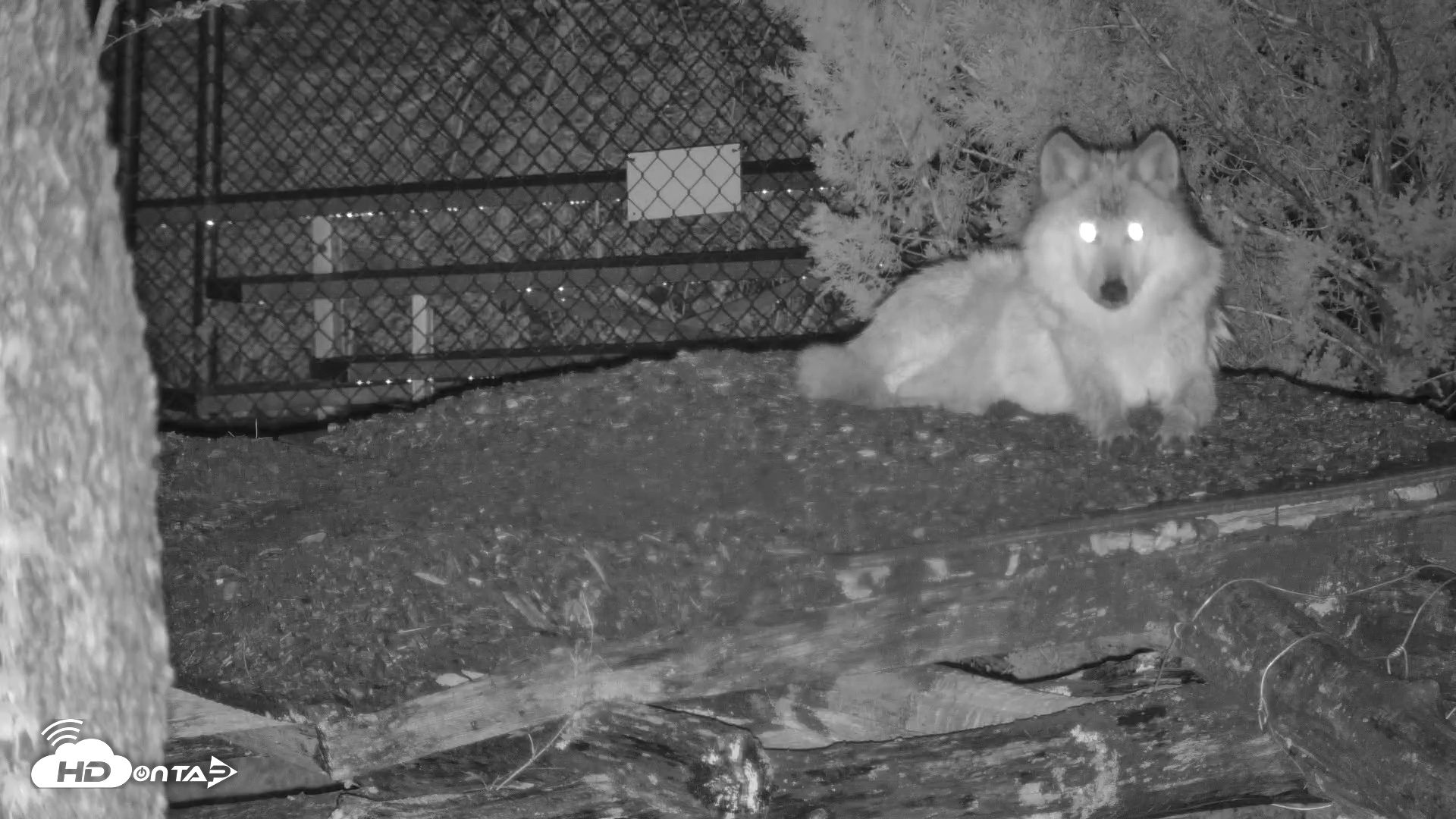 Snapshot of Wolf Center - Exhibit Red Wolves taken Apr 26, 2025, 8:24pm EDT