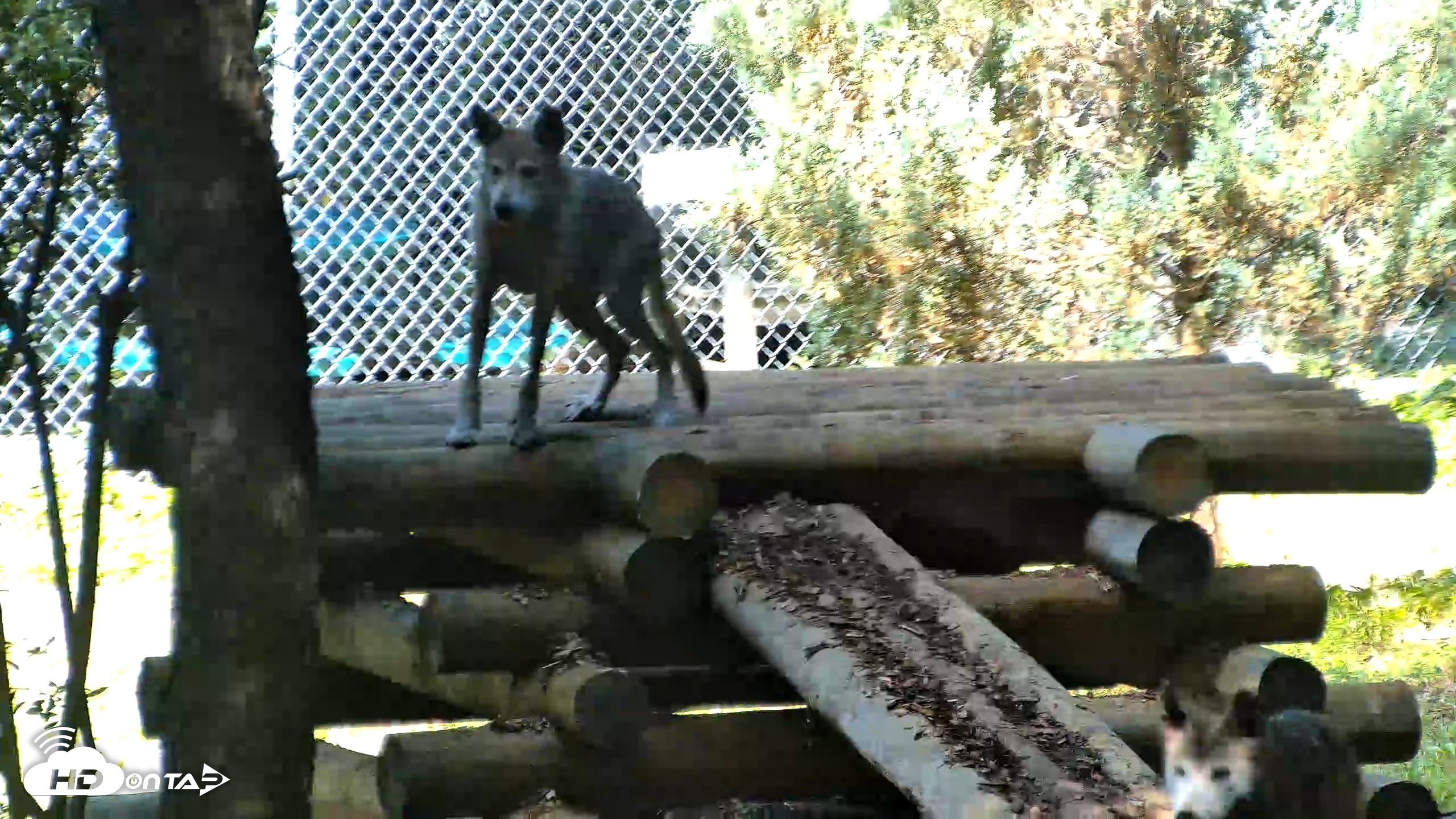Snapshot of Red Wolves Live Webcam at the Wolf Conservation Center taken Aug 5, 2026, 11:18am EDT
