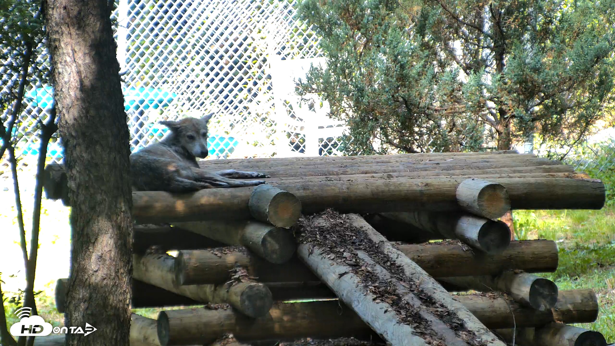 Snapshot of Red Wolves Live Webcam at the Wolf Conservation Center taken Aug 5, 2026, 10:53am EDT