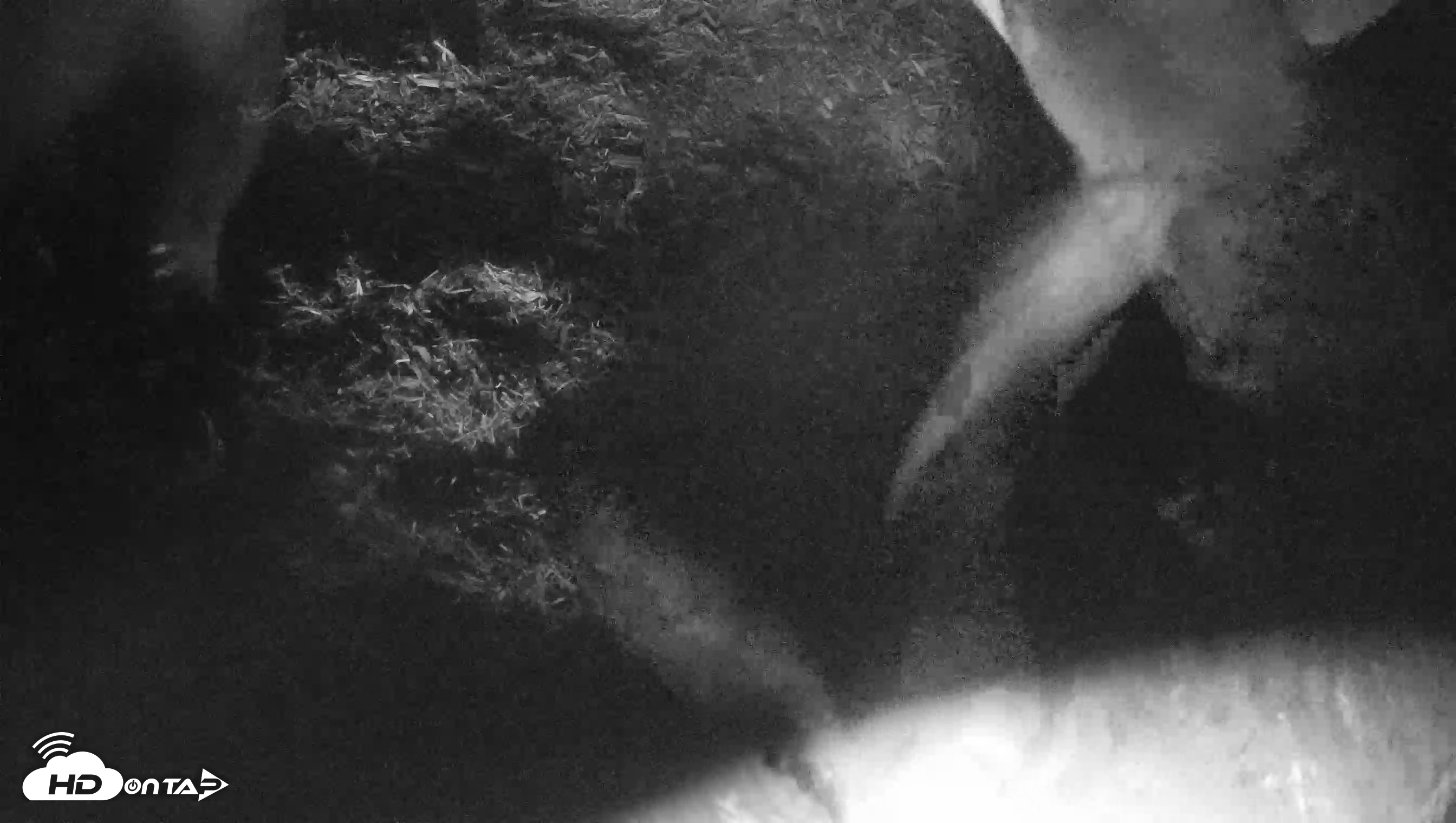 Snapshot of Red Wolves Live Webcam at the Wolf Conservation Center taken Jul 29, 2026, 3:07pm EDT