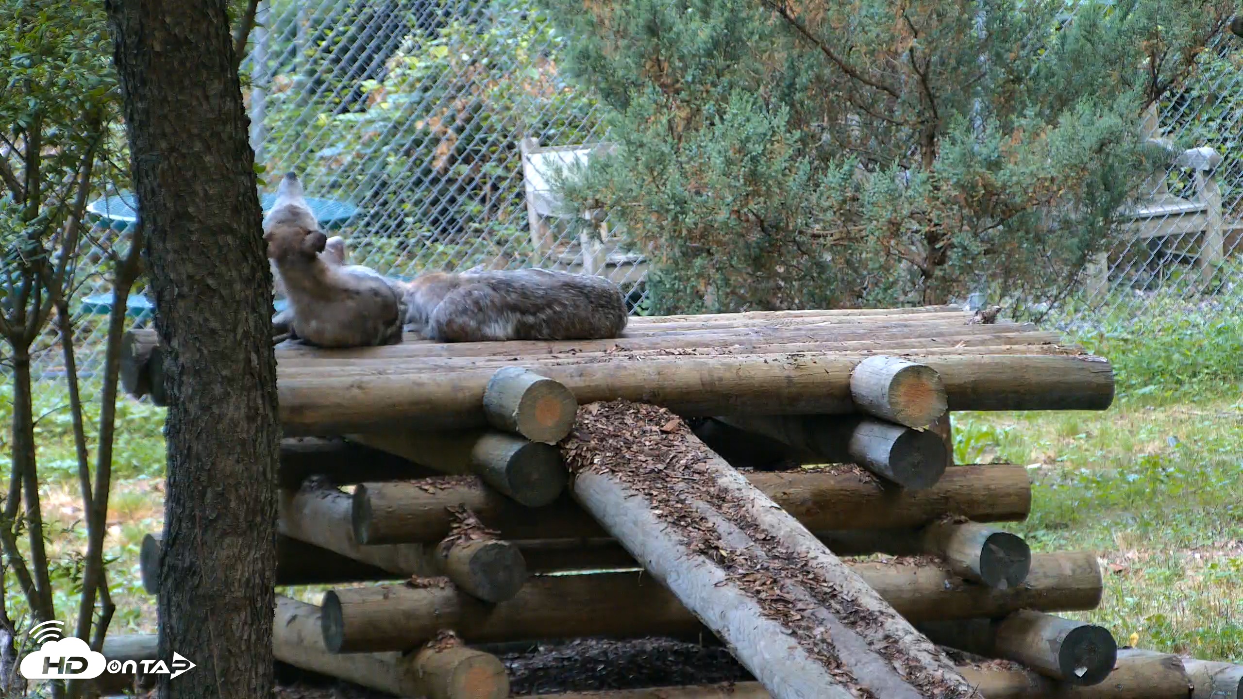 Snapshot of Red Wolves Live Webcam at the Wolf Conservation Center taken Aug 2, 2026, 7:22am EDT