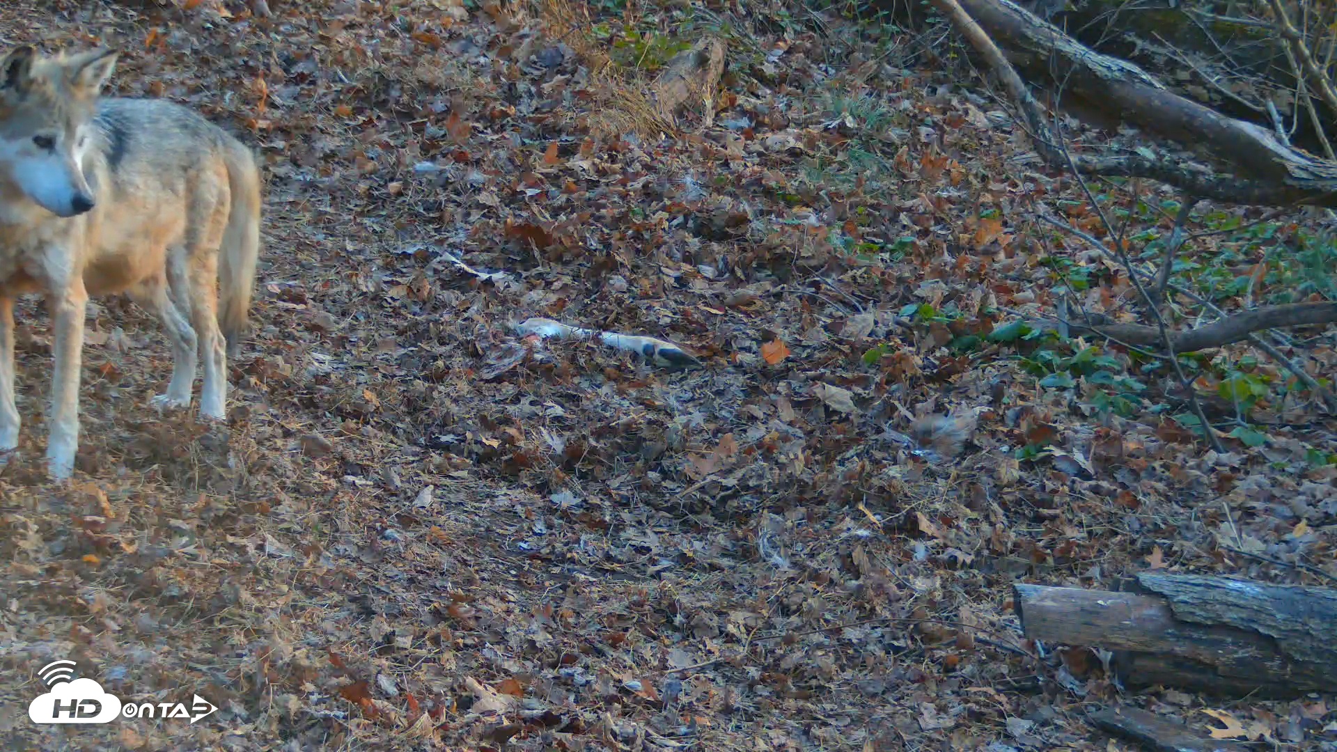 Snapshot of Red Wolves Live Webcam at the Wolf Conservation Center taken Nov 29, 2025, 4:38pm EST