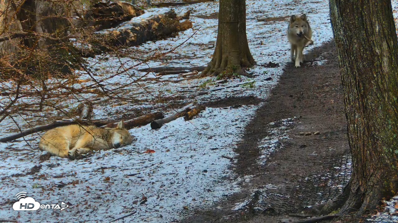 Snapshot of Wolf Center - Exhibit Red Wolves taken Apr 12, 2025, 8:16am EDT