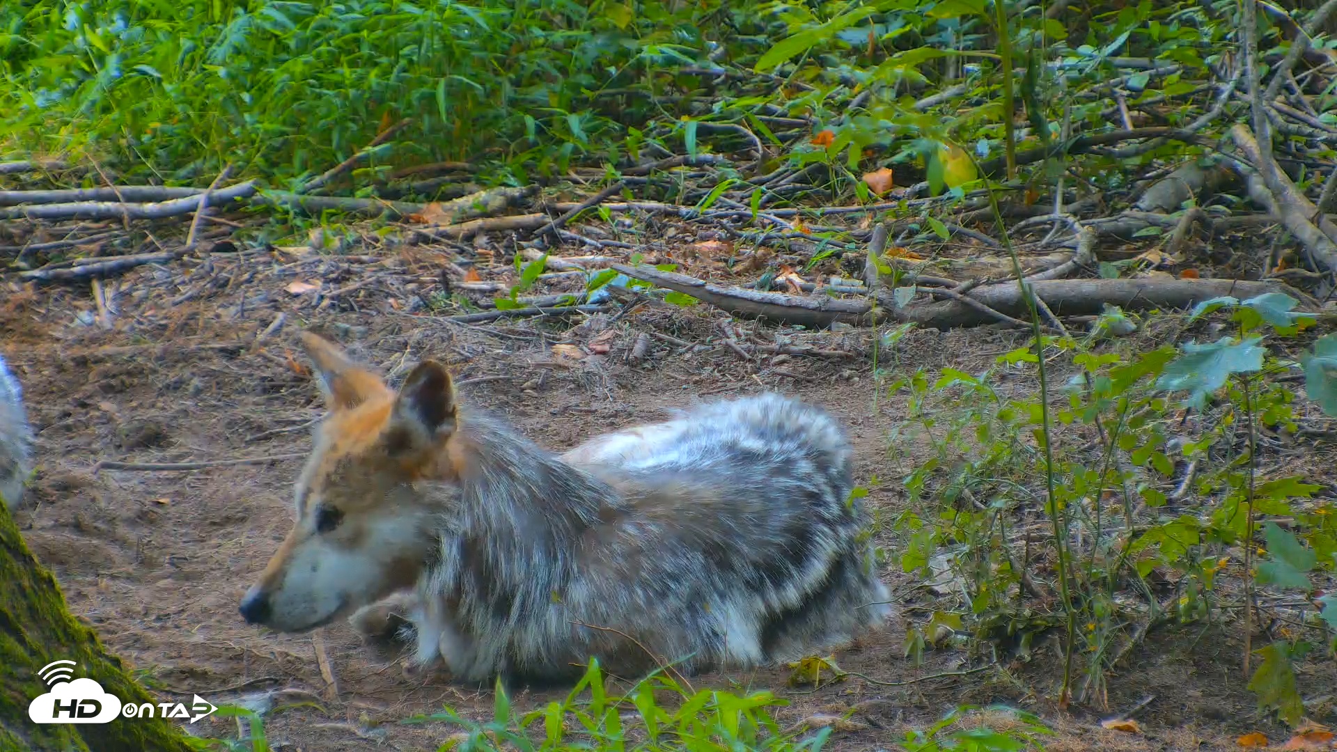Snapshot of Red Wolves Live Webcam at the Wolf Conservation Center taken Jul 27, 2025, 2:37pm EDT