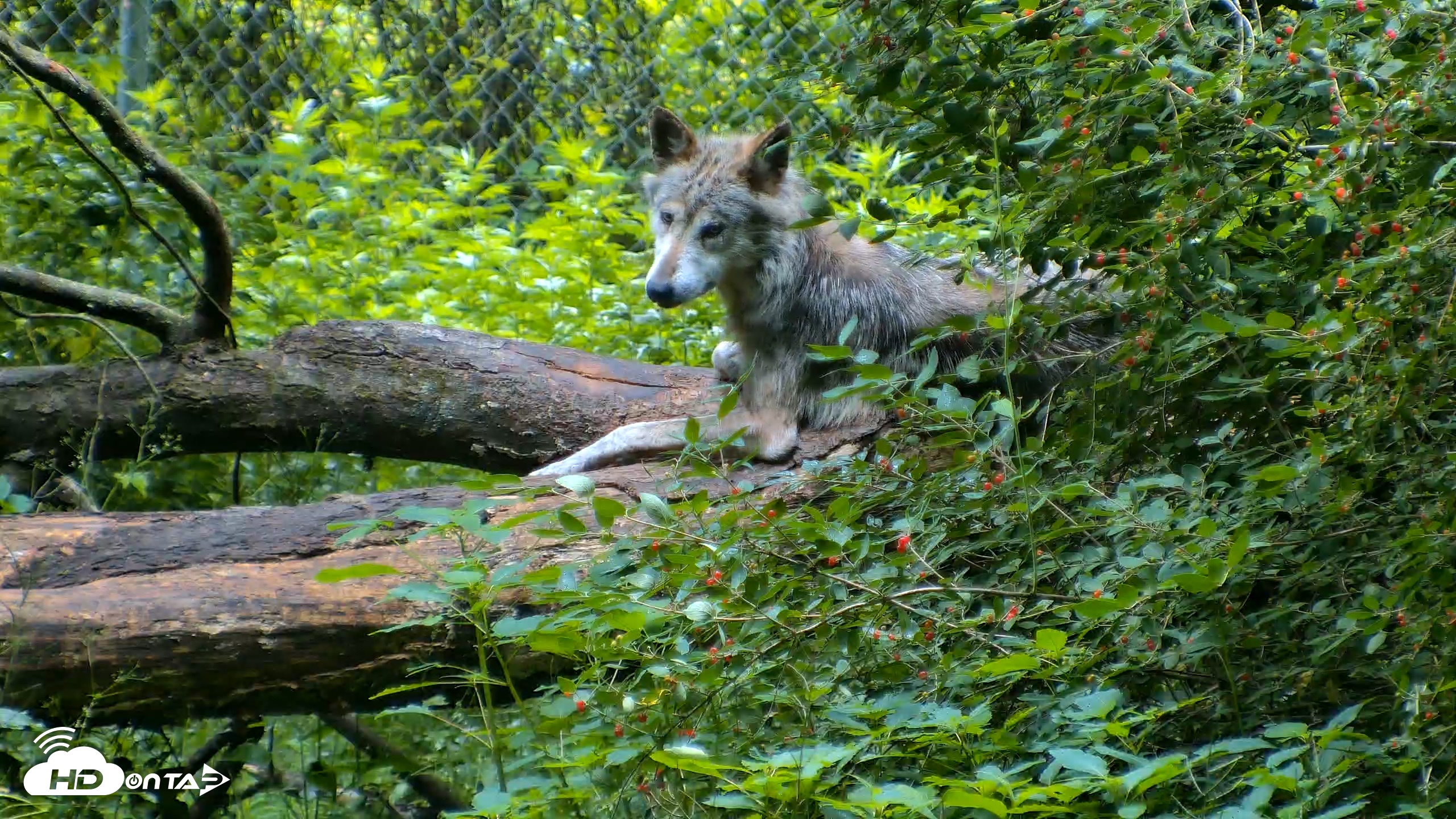 Snapshot of Red Wolves Live Webcam at the Wolf Conservation Center taken Jun 18, 2026, 8:50am EDT
